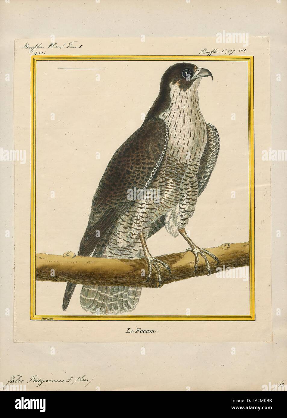 Uccello Più Veloce Del Mondo Immagini Uccello Più Veloce