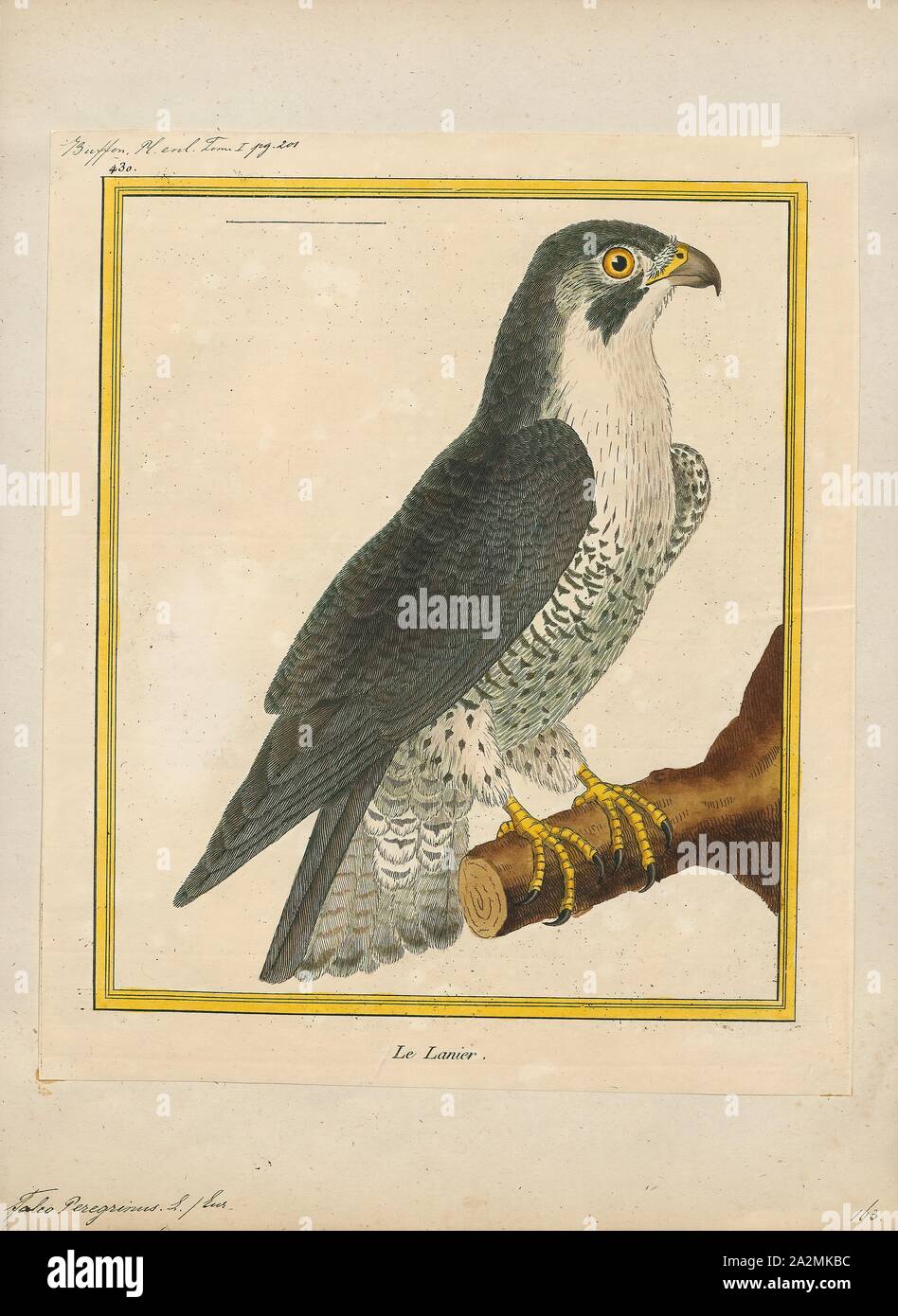 Falco Dalle Dimensioni Di Un Corvo Immagini Falco Dalle