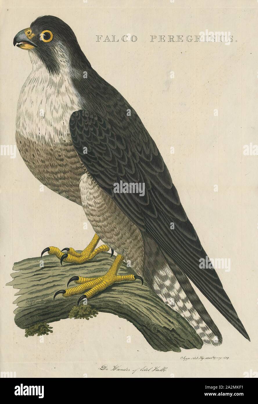 Uccello Più Veloce Del Mondo Immagini Uccello Più Veloce