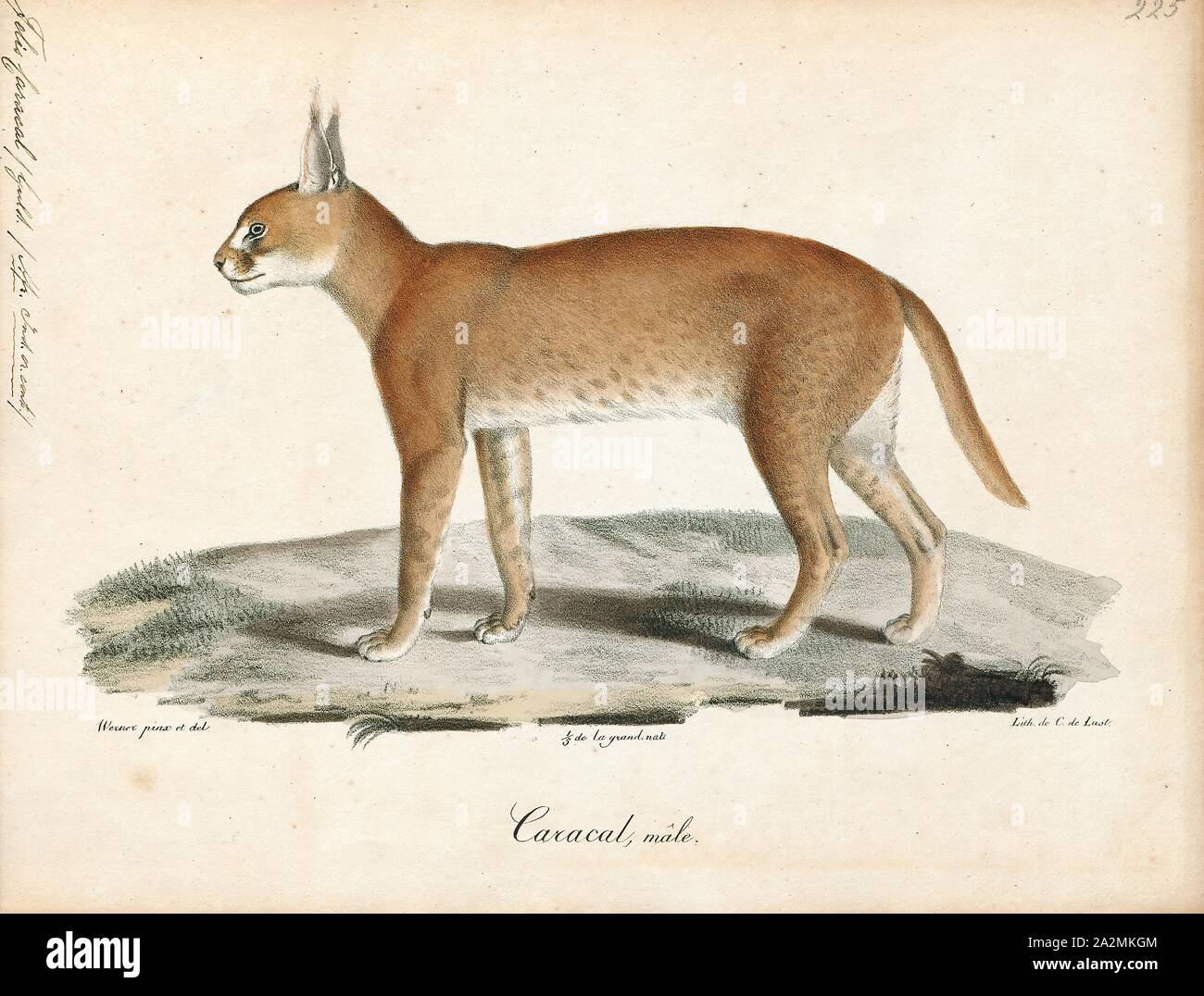 Felis caracal, stampa l'(caracal Caracal caracal) è di medie dimensioni con il gatto selvatico nativa per l'Africa, il Medio Oriente e in Asia centrale, e l'India. Esso è caratterizzato da una costruzione robusta, lungo le gambe, un lato corto, lunghe orecchie tufted, e lunghi canini. Il suo mantello è uniformemente marrone rossastro o sabbia, mentre le parti ventrali sono più leggeri con piccoli contrassegni di colore rossastro. Essa raggiunge 40-50 cm (16-20 in) alla spalla e pesa 8 kg e 18 kg (18-40 lb). Per la prima volta è stata scientificamente descritte dal naturalista tedesco Johann Christian Daniel von Schreber nel 1776. Tre sottospecie sono riconosciuti dal 2017., 1818-1842 Foto Stock