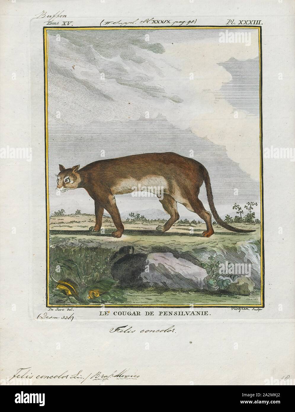 Felis concolor, stampa la cougar (Puma concolor), anche comunemente noto  con altri nomi compresi mountain lion, Panther, puma e catamount, è un  grande felid della sottofamiglia Felinae nativa per le Americhe. La