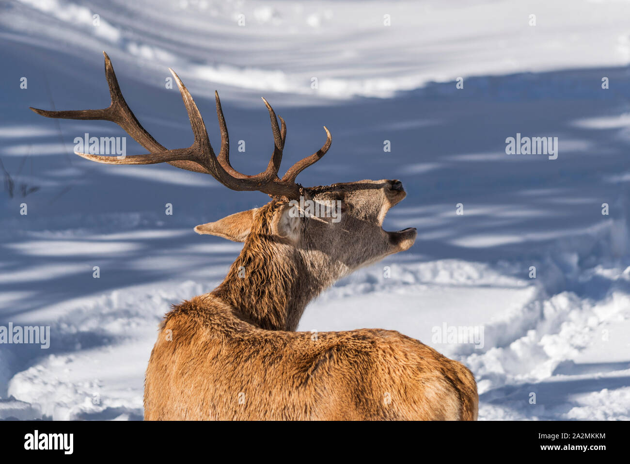 Maschio rosso cervo ruggente close up Foto Stock