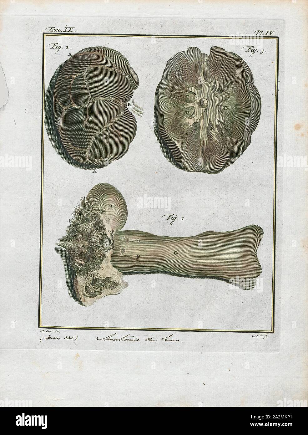 Felis leo, stampa il leone (Panthera leo) è una specie della famiglia Felidae; è un muscolare, deep-chested cat con un breve, testa arrotondata, una ridotta Collo tondo e le orecchie e un ciuffo peloso alla fine della sua coda. È sessualmente dimorphic; maschio i Lions hanno un prominente mane, che è il più riconoscibile caratteristica della specie. Con una tipica testa-a-la lunghezza del corpo di 184-208 cm (72-82) sono più grandi delle femmine a 160-184 cm (63-72 in.). Si tratta di una specie sociale, formando gruppi chiamati è orgoglioso. Un Lion pride è costituito da un paio di maschi adulti, relative femmine e cuccioli. Gruppi di donne di solito Lions Foto Stock