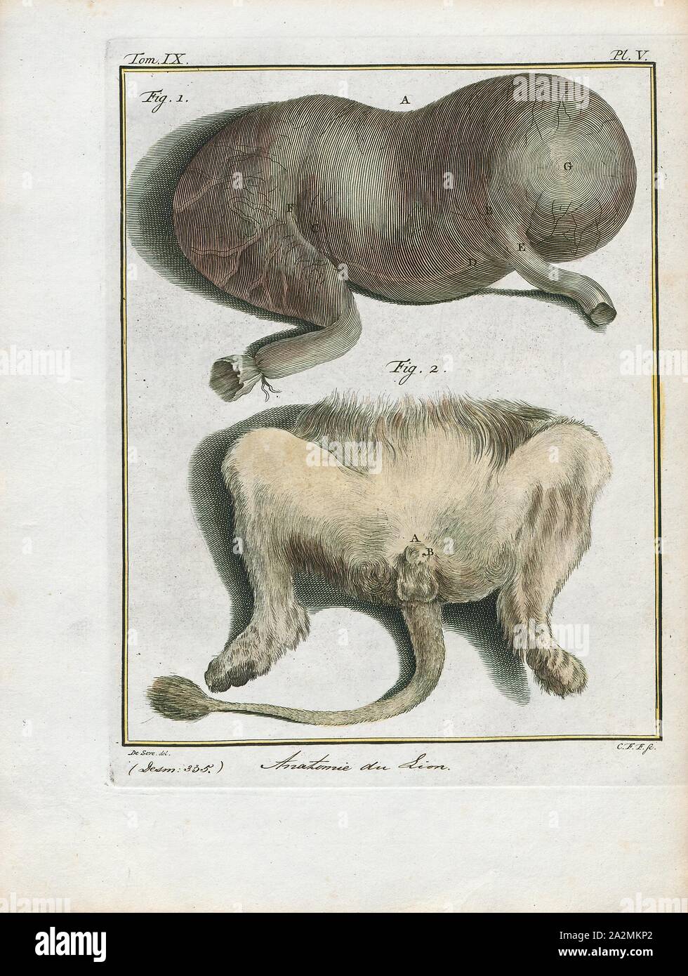 Felis leo, stampa il leone (Panthera leo) è una specie della famiglia Felidae; è un muscolare, deep-chested cat con un breve, testa arrotondata, una ridotta Collo tondo e le orecchie e un ciuffo peloso alla fine della sua coda. È sessualmente dimorphic; maschio i Lions hanno un prominente mane, che è il più riconoscibile caratteristica della specie. Con una tipica testa-a-la lunghezza del corpo di 184-208 cm (72-82) sono più grandi delle femmine a 160-184 cm (63-72 in.). Si tratta di una specie sociale, formando gruppi chiamati è orgoglioso. Un Lion pride è costituito da un paio di maschi adulti, relative femmine e cuccioli. Gruppi di donne di solito Lions Foto Stock