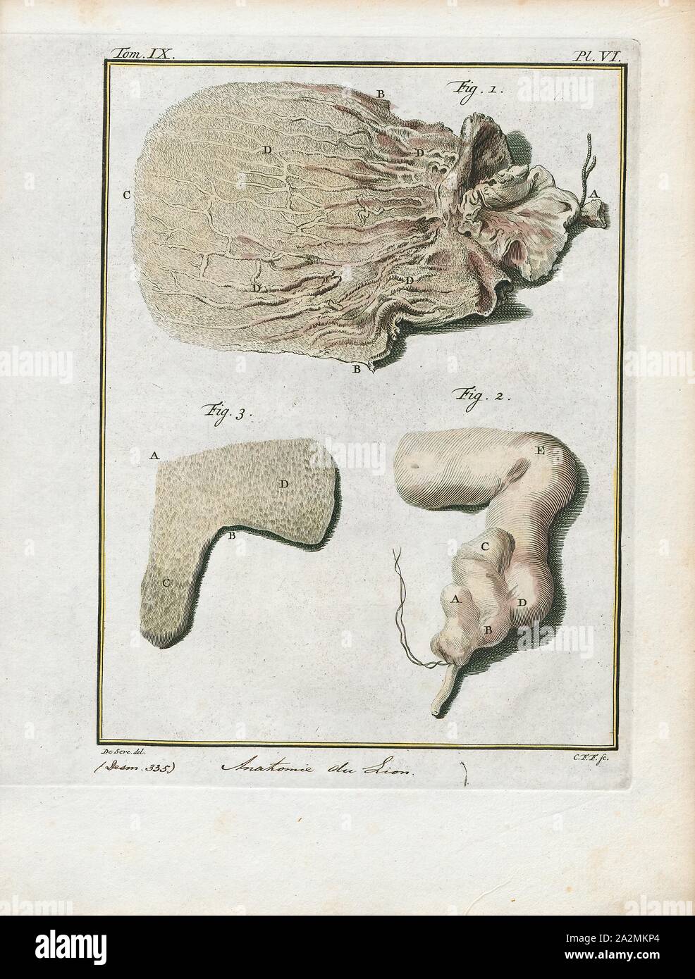 Felis leo, stampa il leone (Panthera leo) è una specie della famiglia Felidae; è un muscolare, deep-chested cat con un breve, testa arrotondata, una ridotta Collo tondo e le orecchie e un ciuffo peloso alla fine della sua coda. È sessualmente dimorphic; maschio i Lions hanno un prominente mane, che è il più riconoscibile caratteristica della specie. Con una tipica testa-a-la lunghezza del corpo di 184-208 cm (72-82) sono più grandi delle femmine a 160-184 cm (63-72 in.). Si tratta di una specie sociale, formando gruppi chiamati è orgoglioso. Un Lion pride è costituito da un paio di maschi adulti, relative femmine e cuccioli. Gruppi di donne di solito Lions Foto Stock