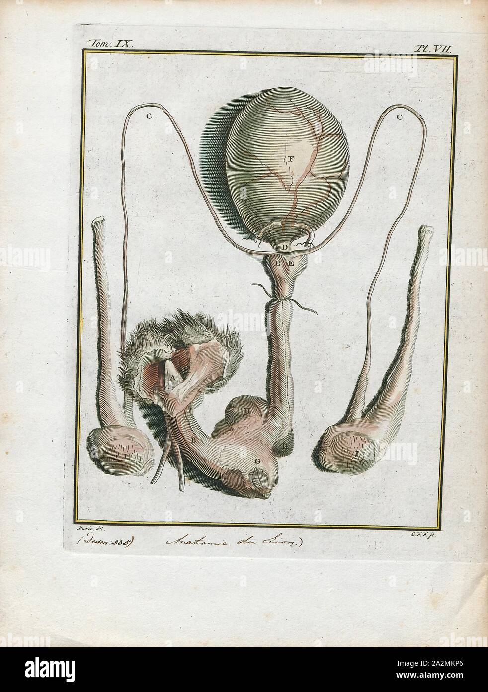Felis leo, stampa il leone (Panthera leo) è una specie della famiglia Felidae; è un muscolare, deep-chested cat con un breve, testa arrotondata, una ridotta Collo tondo e le orecchie e un ciuffo peloso alla fine della sua coda. È sessualmente dimorphic; maschio i Lions hanno un prominente mane, che è il più riconoscibile caratteristica della specie. Con una tipica testa-a-la lunghezza del corpo di 184-208 cm (72-82) sono più grandi delle femmine a 160-184 cm (63-72 in.). Si tratta di una specie sociale, formando gruppi chiamati è orgoglioso. Un Lion pride è costituito da un paio di maschi adulti, relative femmine e cuccioli. Gruppi di donne di solito Lions Foto Stock