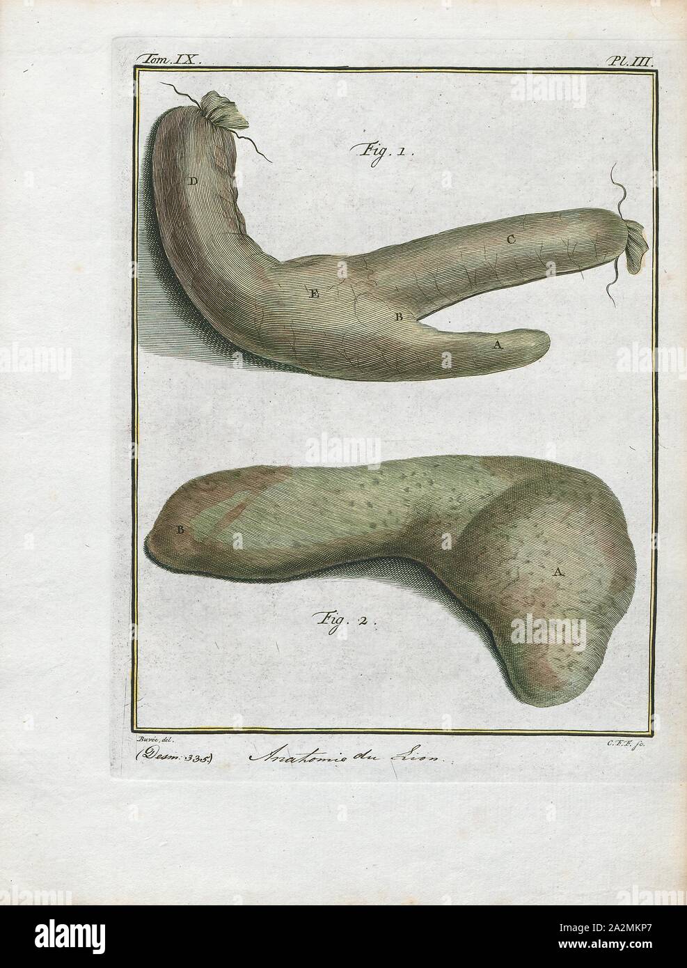 Felis leo, stampa il leone (Panthera leo) è una specie della famiglia Felidae; è un muscolare, deep-chested cat con un breve, testa arrotondata, una ridotta Collo tondo e le orecchie e un ciuffo peloso alla fine della sua coda. È sessualmente dimorphic; maschio i Lions hanno un prominente mane, che è il più riconoscibile caratteristica della specie. Con una tipica testa-a-la lunghezza del corpo di 184-208 cm (72-82) sono più grandi delle femmine a 160-184 cm (63-72 in.). Si tratta di una specie sociale, formando gruppi chiamati è orgoglioso. Un Lion pride è costituito da un paio di maschi adulti, relative femmine e cuccioli. Gruppi di donne di solito Lions Foto Stock