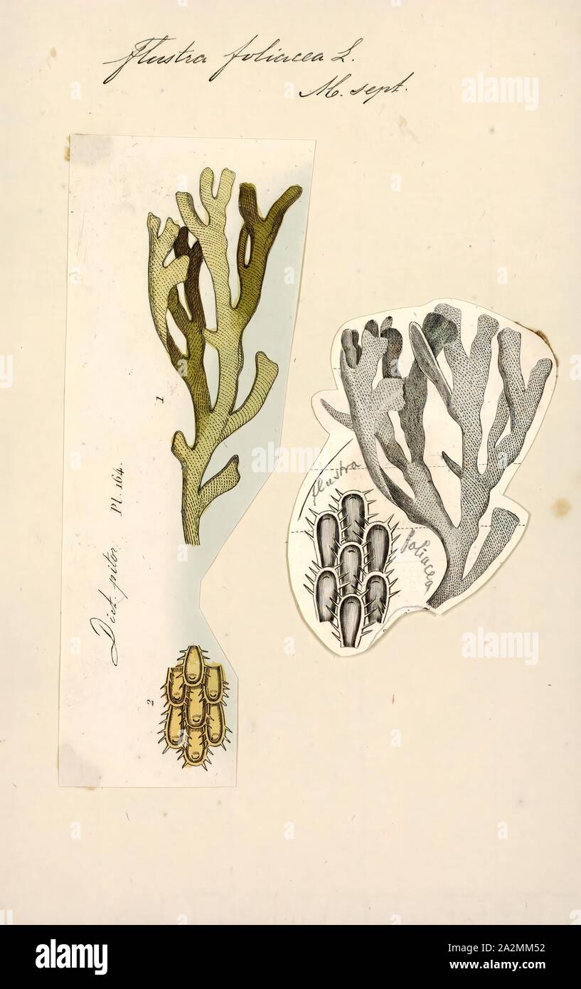 Flustra foliacea, stampa Flustra foliacea è una specie di briozoi trovati nel nord dell'Oceano Atlantico. Si tratta di un animale coloniale che è spesso scambiato per un'alga. Colonie iniziano come tappetini incrostanti e produrre solo fronde allentato dopo il loro primo anno di crescita. Essi possono raggiungere i 20 cm (8 in) di lunghezza, e odore di limoni. La sua struttura microscopica è stata esaminata da Robert Hooke e illustrato nella sua 1665 opera sua Micrographia Foto Stock