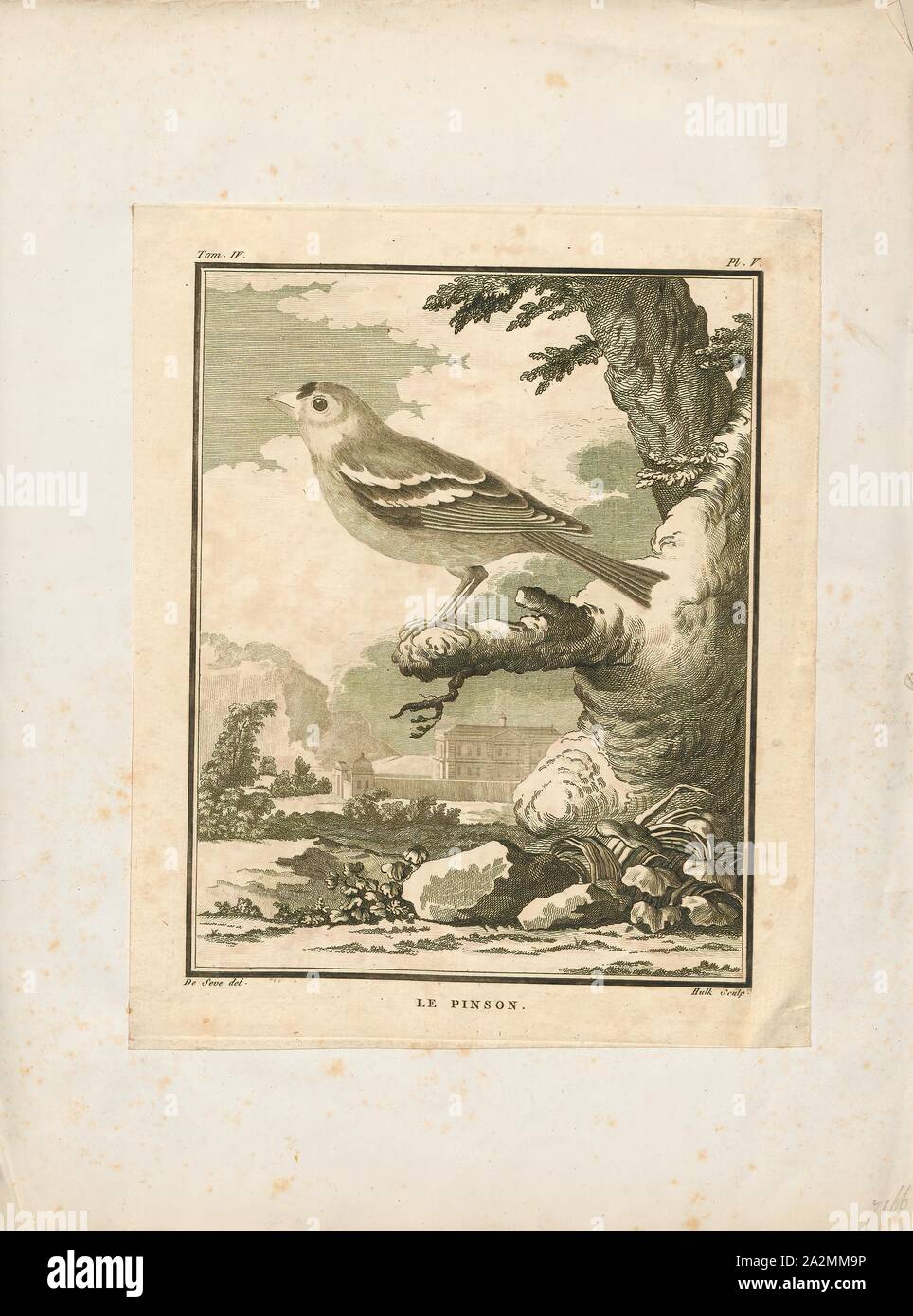 Fringilla coelebs, stampa il comune (fringuello Fringilla coelebs), generalmente conosciuta semplicemente come il fringuello, è una comune e diffusa piccola passerine bird in finch la famiglia. Il maschio è luminosamente colorata con un colore grigio-blu cappuccio e ruggine-rosso underparts. La femmina è molto meno appariscenti di colorazione, ma entrambi i sessi hanno due contrastanti ala bianca bar e lati bianco alla coda. L'uccello maschio ha una voce forte e canta da esposti posatoi per attrarre un compagno., 1700-1880 Foto Stock