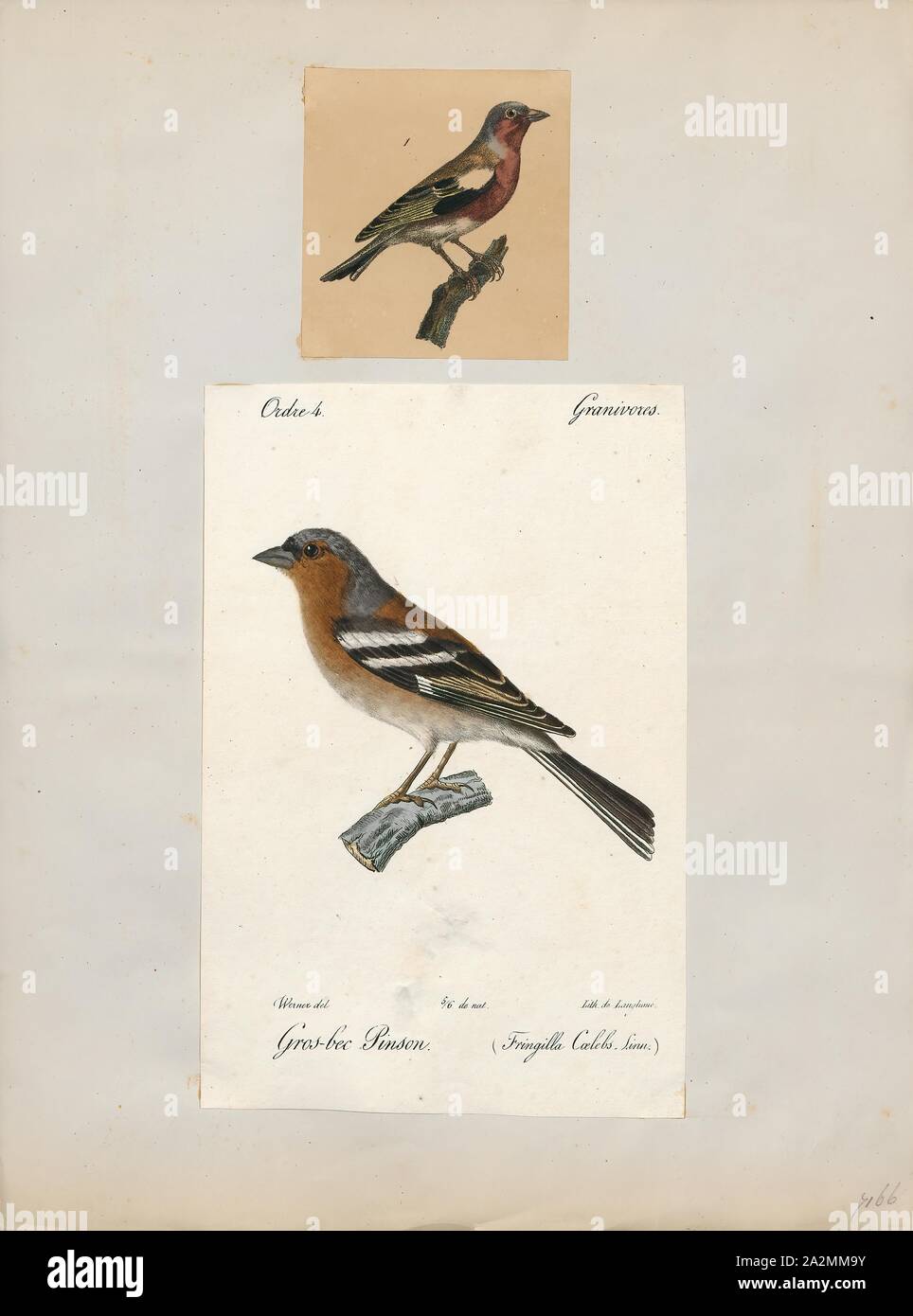 Fringilla coelebs, stampa il comune (fringuello Fringilla coelebs), generalmente conosciuta semplicemente come il fringuello, è una comune e diffusa piccola passerine bird in finch la famiglia. Il maschio è luminosamente colorata con un colore grigio-blu cappuccio e ruggine-rosso underparts. La femmina è molto meno appariscenti di colorazione, ma entrambi i sessi hanno due contrastanti ala bianca bar e lati bianco alla coda. L'uccello maschio ha una voce forte e canta da esposti posatoi per attrarre un compagno., 1700-1880 Foto Stock