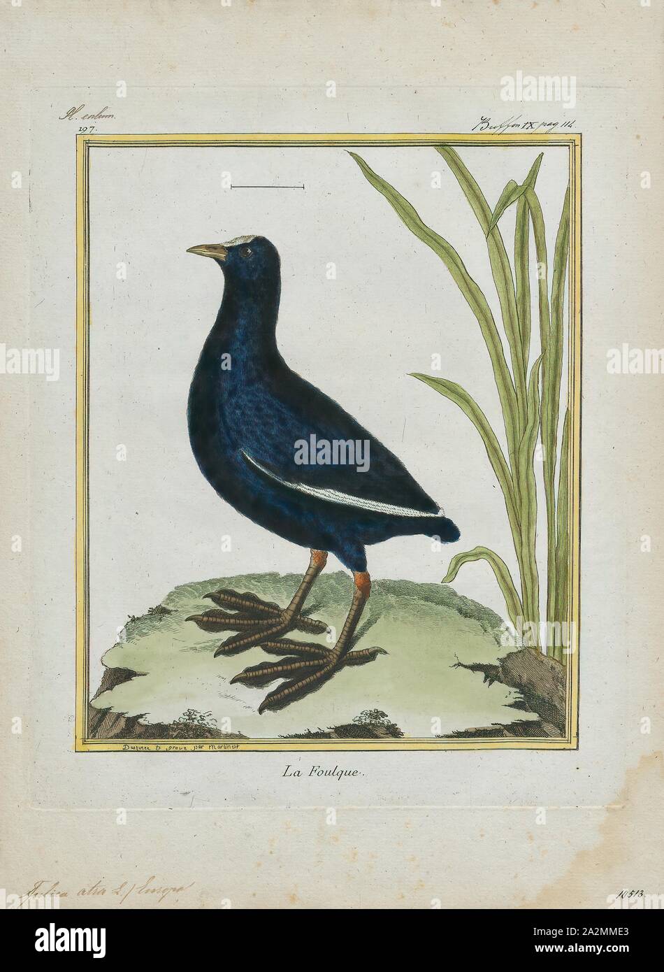 Fulica atra, stampa la folaga eurasiatica (fulica atra), noto anche come il comune folaga, è un membro della rampa e crake bird family, il Rallidae. Si è trovato in Europa, Asia, Australia e in alcune parti dell'Africa., 1700-1880 Foto Stock