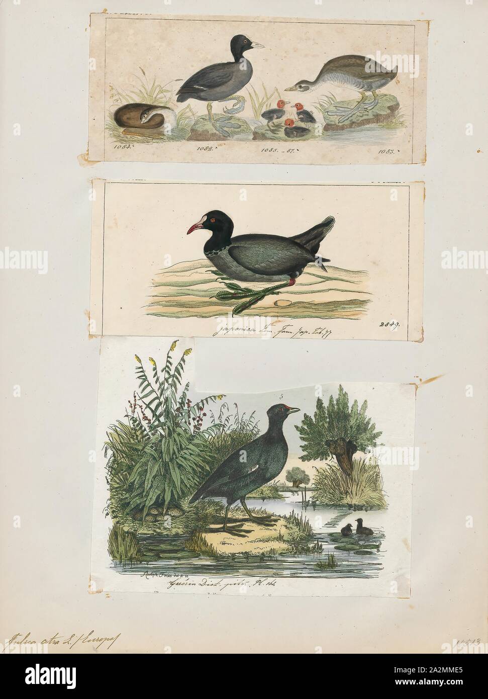 Fulica atra, stampa la folaga eurasiatica (fulica atra), noto anche come il comune folaga, è un membro della rampa e crake bird family, il Rallidae. Si è trovato in Europa, Asia, Australia e in alcune parti dell'Africa., 1700-1880 Foto Stock