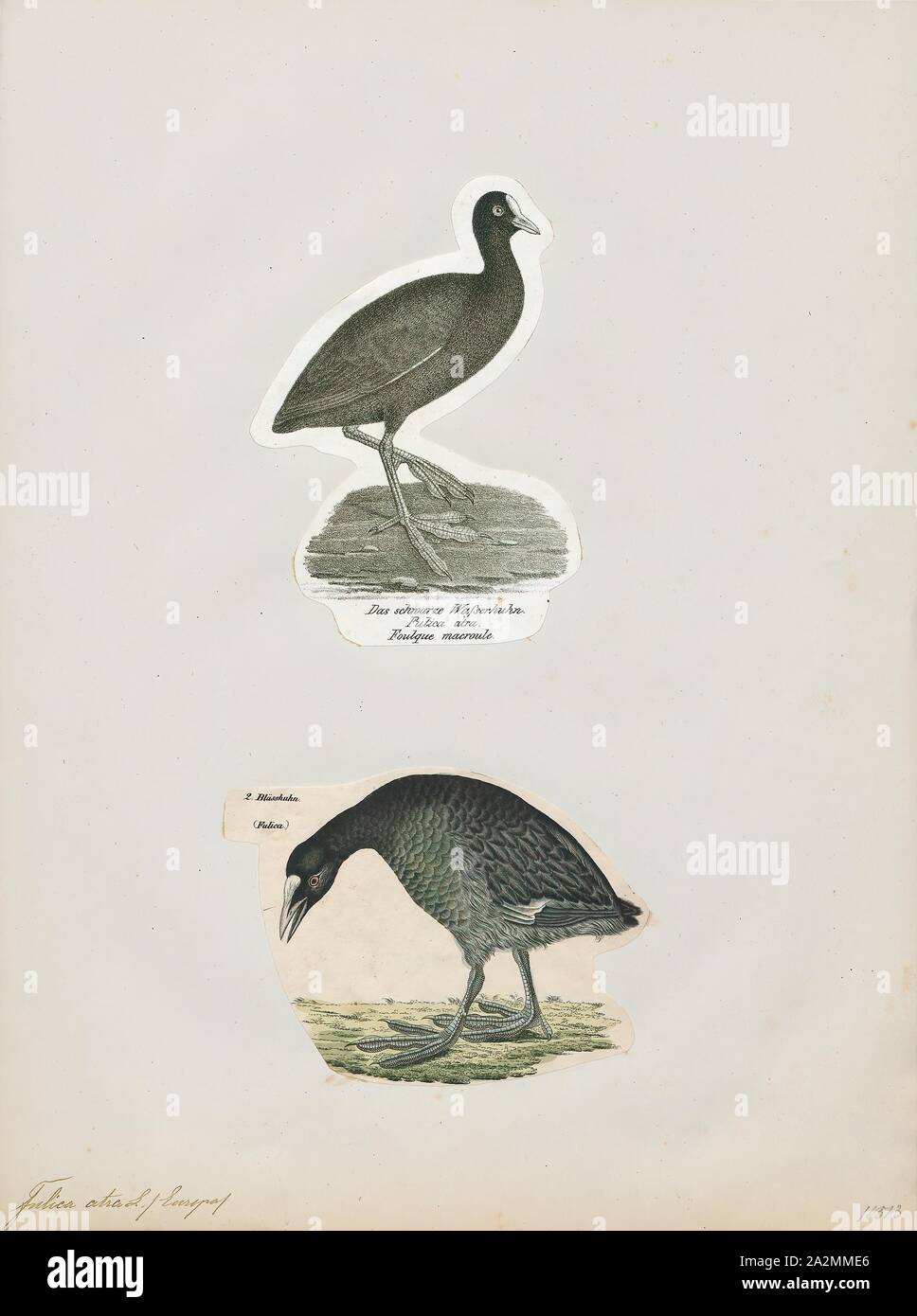 Fulica atra, stampa la folaga eurasiatica (fulica atra), noto anche come il comune folaga, è un membro della rampa e crake bird family, il Rallidae. Si è trovato in Europa, Asia, Australia e in alcune parti dell'Africa., 1700-1880 Foto Stock