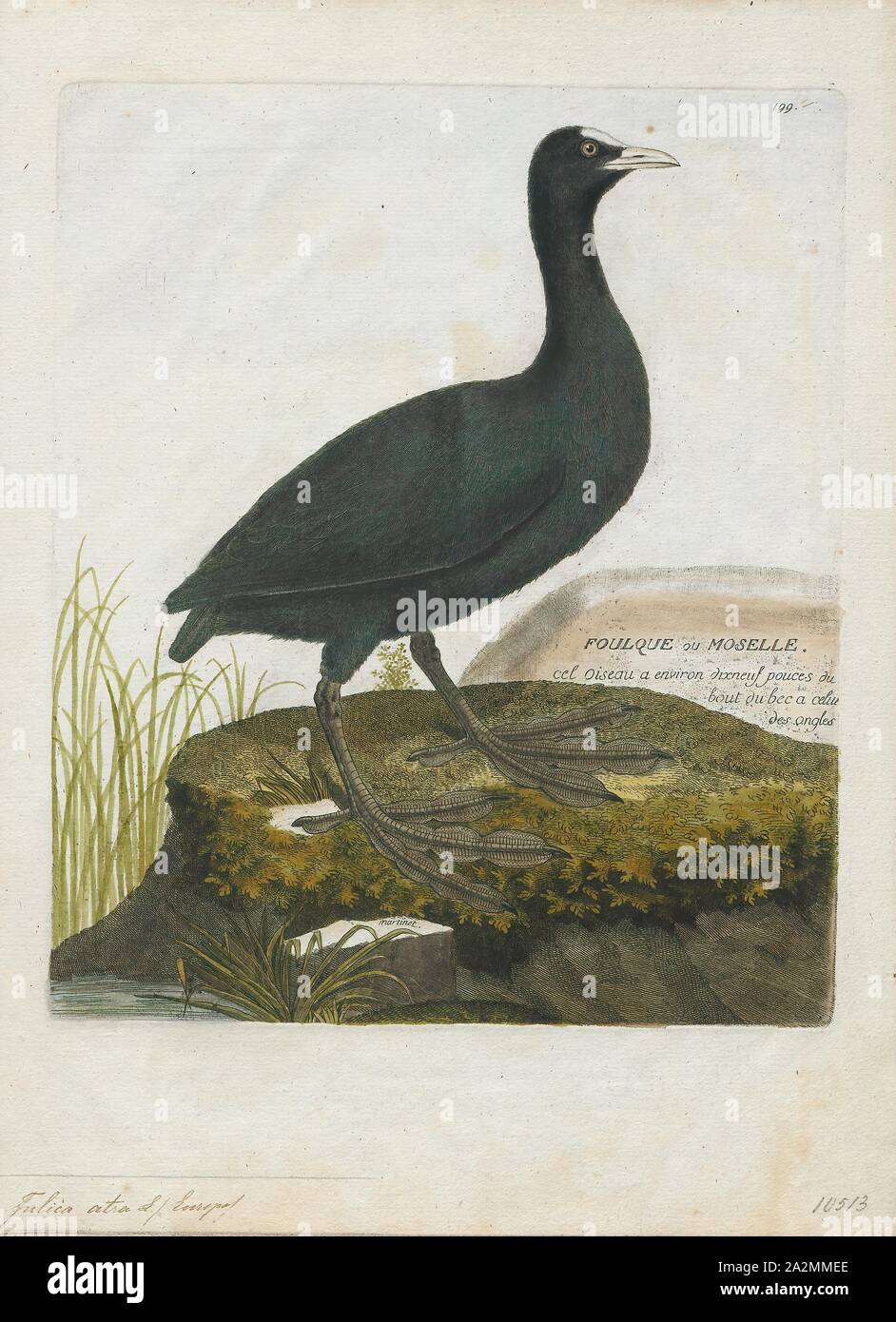 Fulica atra, stampa la folaga eurasiatica (fulica atra), noto anche come il comune folaga, è un membro della rampa e crake bird family, il Rallidae. Si è trovato in Europa, Asia, Australia e in alcune parti dell'Africa., 1790-1796 Foto Stock