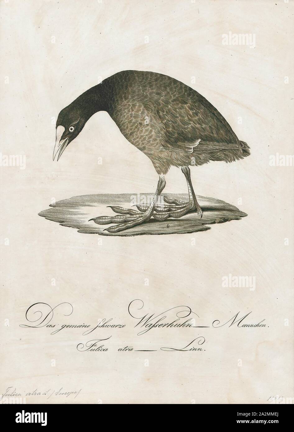 Fulica atra, stampa la folaga eurasiatica (fulica atra), noto anche come il comune folaga, è un membro della rampa e crake bird family, il Rallidae. Si è trovato in Europa, Asia, Australia e in alcune parti dell'Africa., 1800-1812 Foto Stock