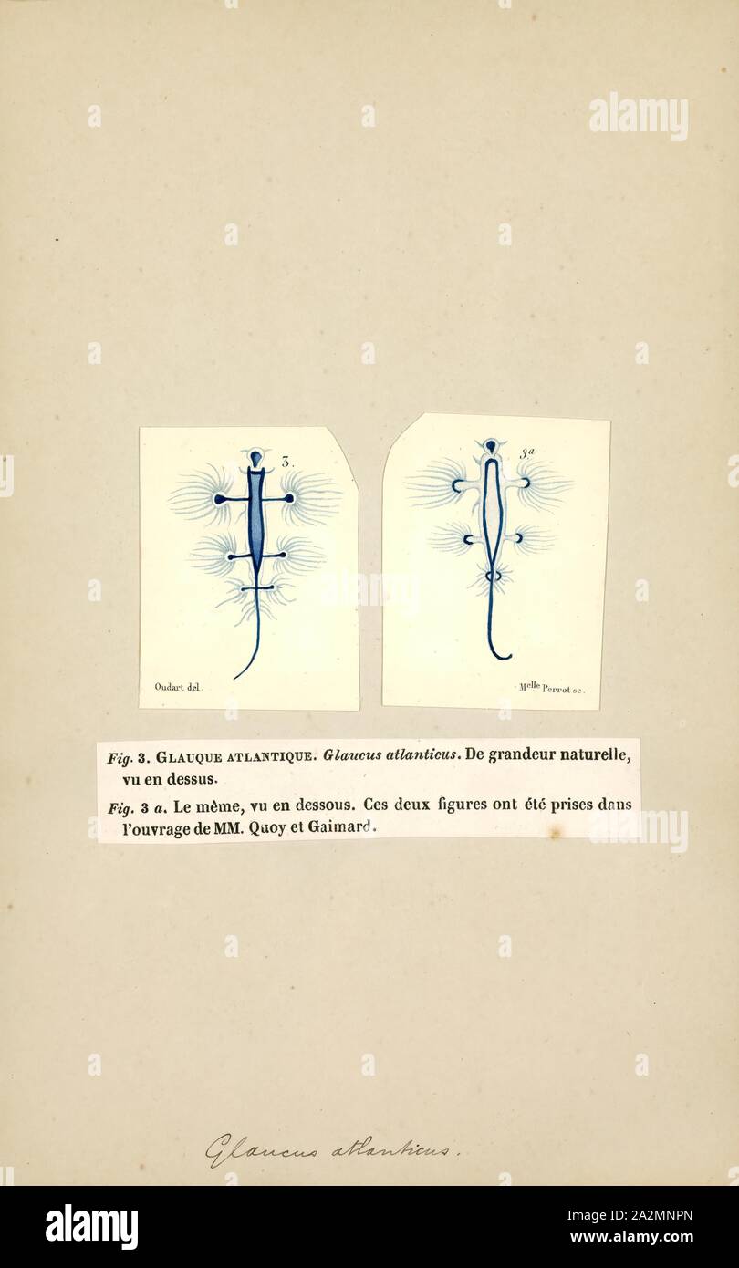 Glaucus atlanticus, stampa Glaucus atlanticus (nomi comuni includono il mare swallow, blue angel, blu glaucus, blue dragon, blue sea slug e blu oceano slug) è una specie di piccolo, blue sea slug, una specie pelagiche aeolid nudibranch, un guscio-meno mollusco gasteropode della famiglia Glaucidae Foto Stock
