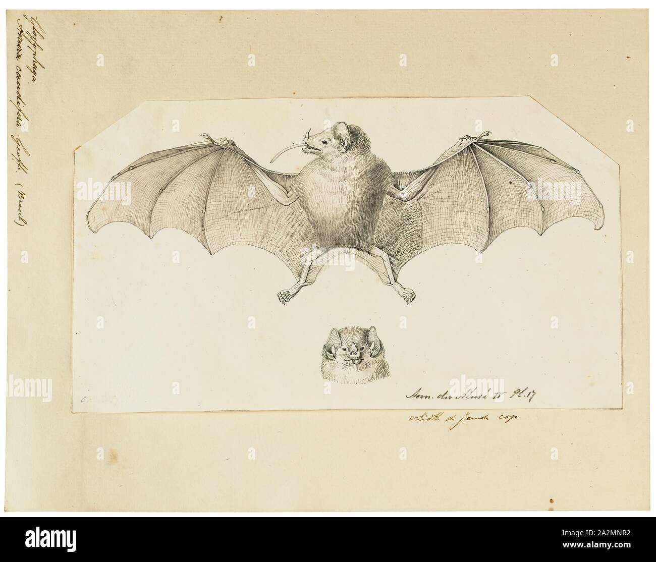 Glossophaga caudifera, stampa Glossophaga è un genere di pipistrelli in foglia dal naso-bat famiglia Phyllostomidae. Membri del genere sono nativi alla American neotropicale., 1700-1880 Foto Stock
