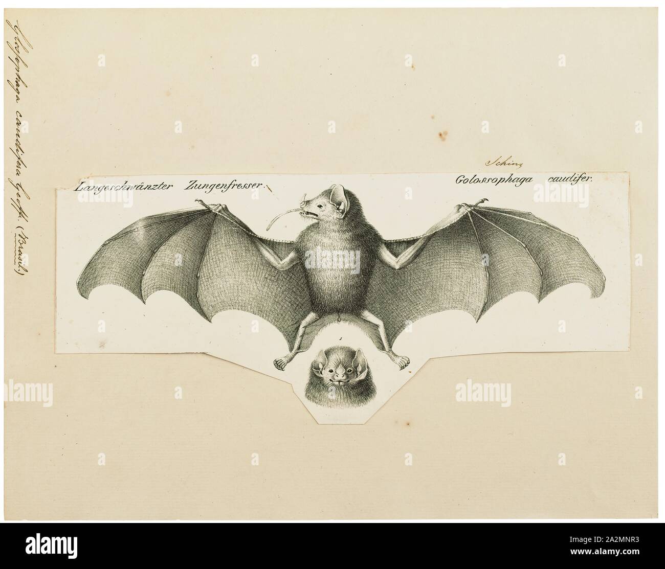 Glossophaga caudifera, stampa Glossophaga è un genere di pipistrelli in foglia dal naso-bat famiglia Phyllostomidae. Membri del genere sono nativi alla American neotropicale., 1700-1880 Foto Stock
