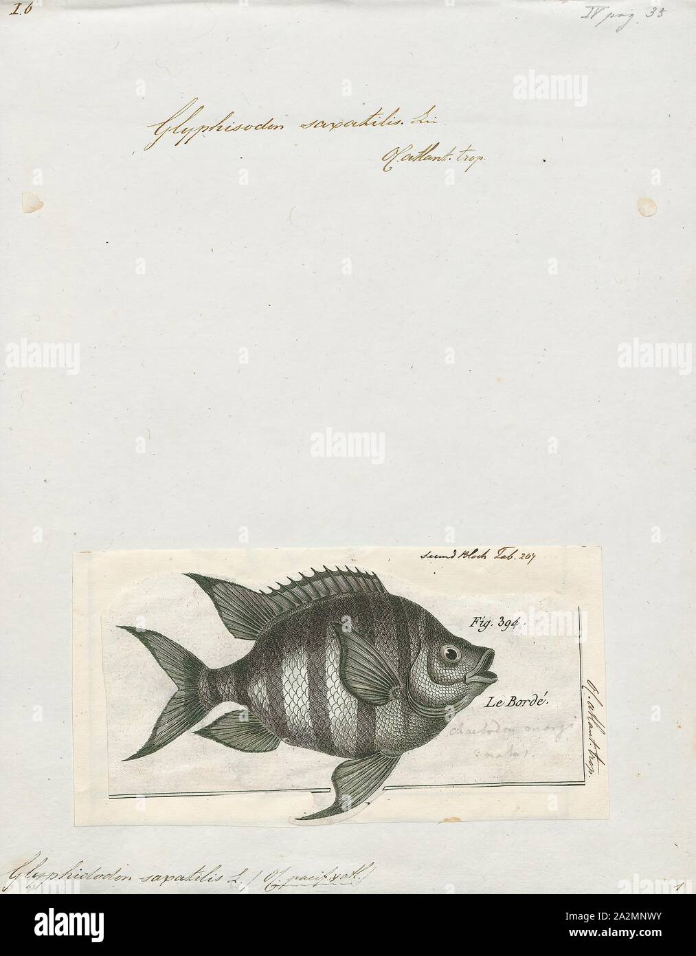 Glyphidodon saxatilis, Stampa 1788 Foto Stock