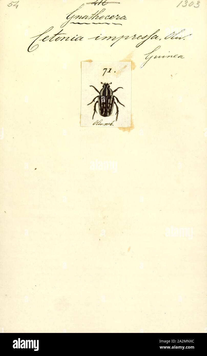 Gnathocera, stampa Gnathocera è un genere di coleotteri appartenenti alla famiglia Scarabaeidae Foto Stock