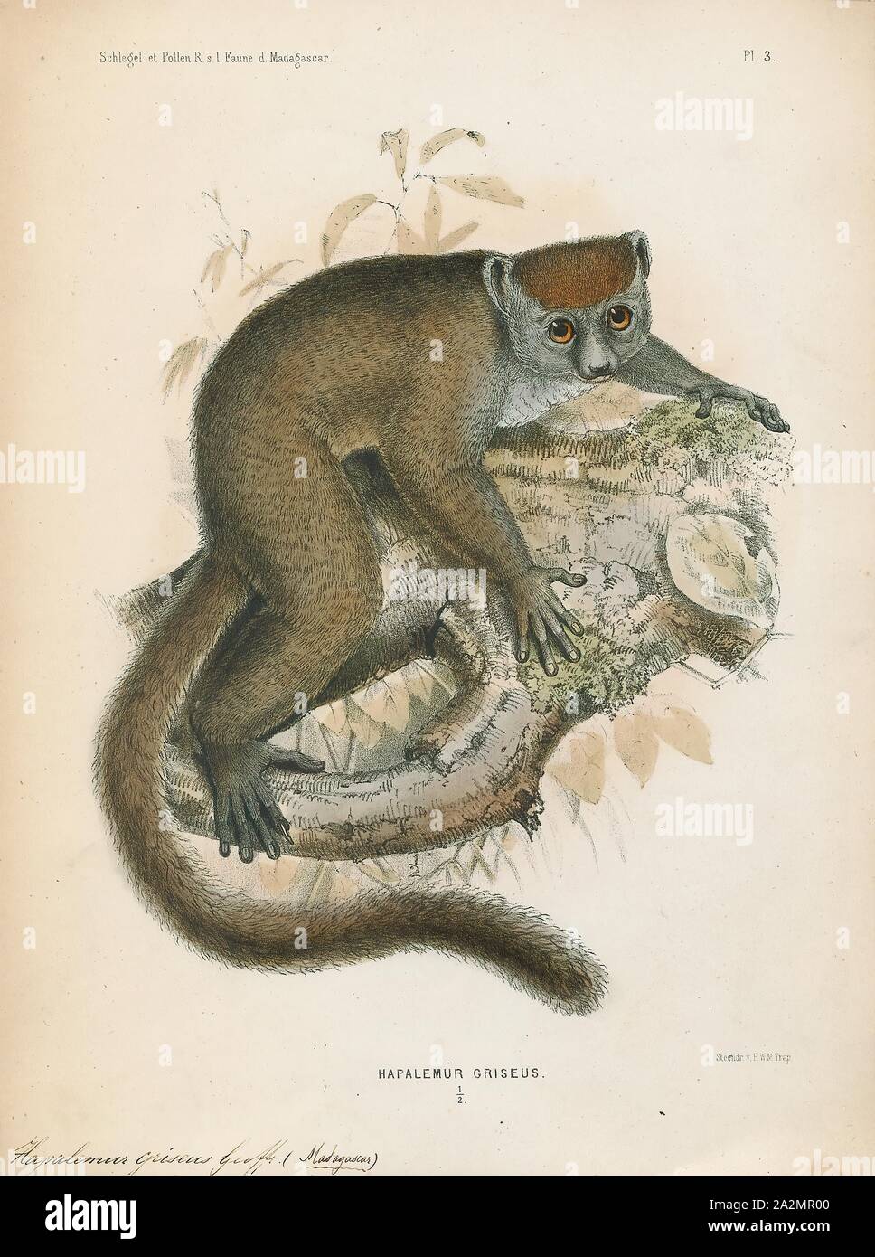Il Hapalemur griseus, stampa la minore orientale bamboo lemur (Hapalemur griseus), noto anche come il grigio lemure di bambù, il grigio lemure dolce e il lemure Mahajanga è un lemure piccolo endemica del Madagascar, con tre sottospecie nota. Come suggerisce il suo nome, l'orientale minore lemure bamboo si nutre prevalentemente di bambù. I lemuri del genere Hapalemur hanno più destrezza manuale e la coordinazione tra mani e occhi rispetto alla maggior parte dei lemuri. Essi sono verticali arrampicatori e saltare da una levetta a levetta in spesse foreste di bambù., 1868 Foto Stock