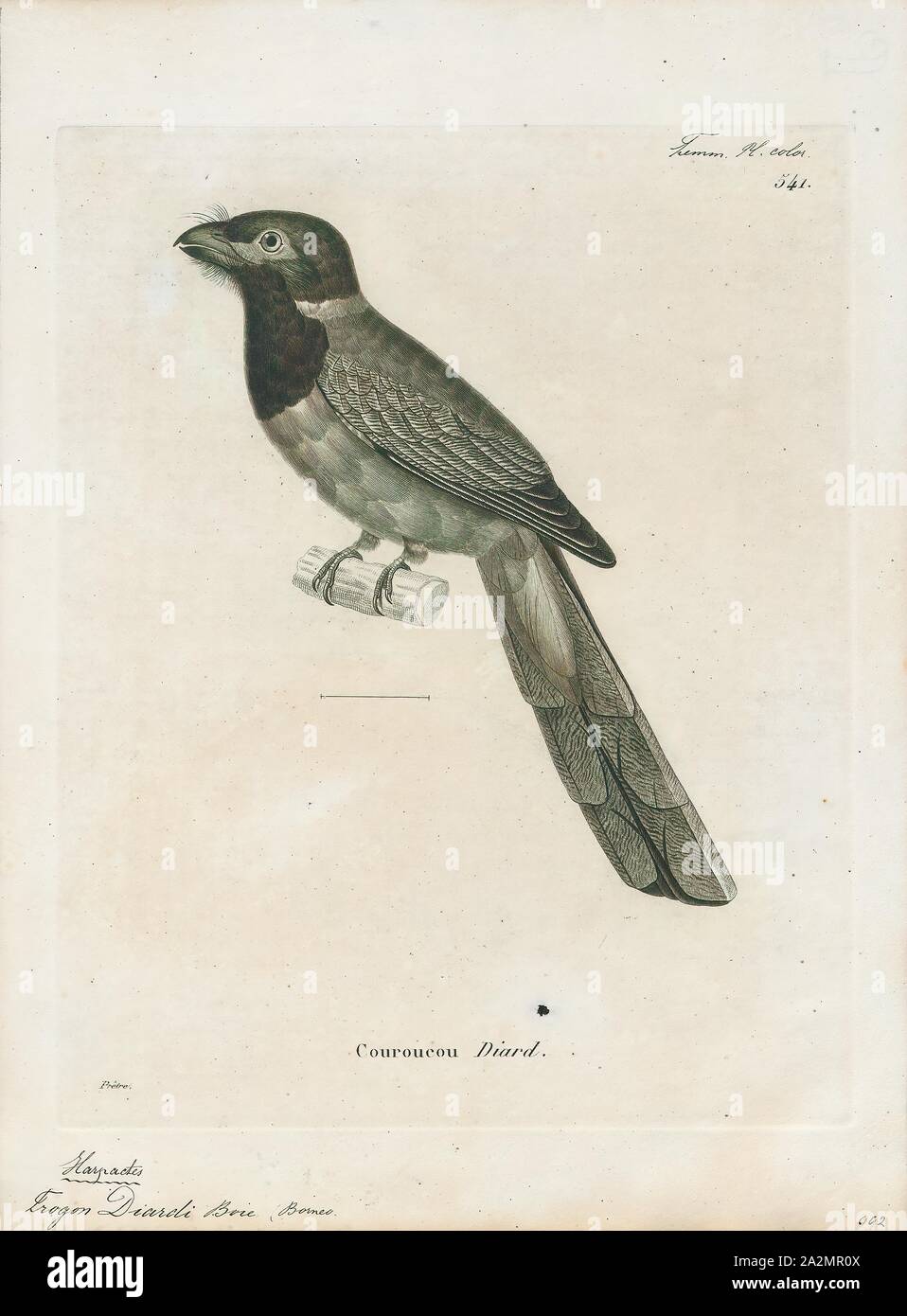 Harpactes diardi, stampa Harpactes è un genere di uccelli nella famiglia Trogonidae trovato nelle foreste del Sud e del sud-est asiatico, estendendosi nella Cina meridionale. Essi sono fortemente sessualmente dimorphic, con le femmine essendo generalmente duller rispetto ai maschi. Il loro dorso è di colore bruno, la coda è parzialmente bianco (meglio visibili dal di sotto), e i maschi della maggior parte delle specie Hanno underparts rosso. Si nutrono di artropodi, piccole lucertole e frutta., 1700-1880 Foto Stock