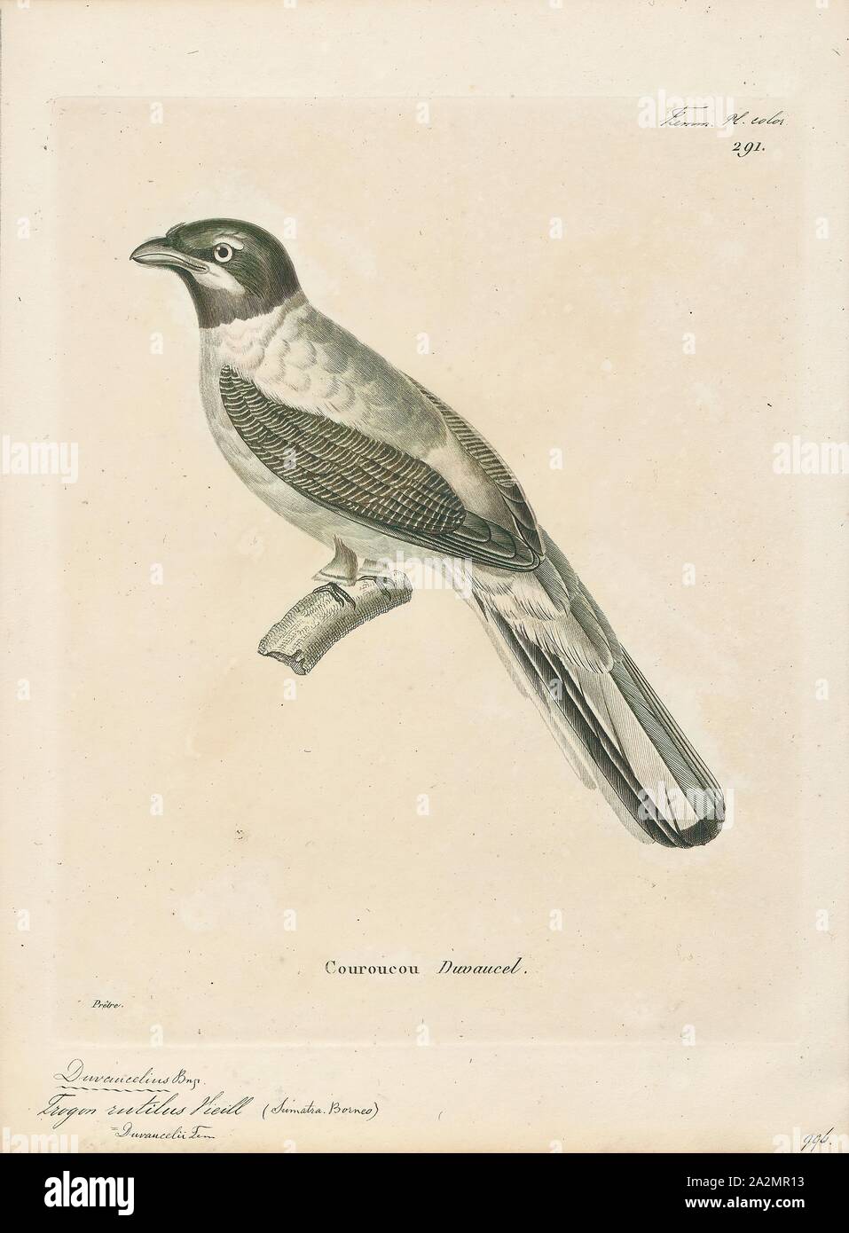 Harpactes rutilus, stampa Harpactes è un genere di uccelli nella famiglia Trogonidae trovato nelle foreste del Sud e del sud-est asiatico, estendendosi nella Cina meridionale. Essi sono fortemente sessualmente dimorphic, con le femmine essendo generalmente duller rispetto ai maschi. Il loro dorso è di colore bruno, la coda è parzialmente bianco (meglio visibili dal di sotto), e i maschi della maggior parte delle specie Hanno underparts rosso. Si nutrono di artropodi, piccole lucertole e frutta., 1700-1880 Foto Stock