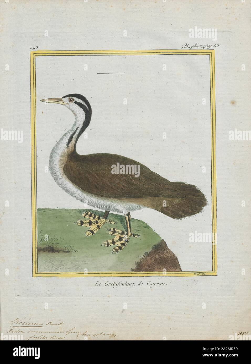 Heliornis fulica, stampa l'sungrebe (Heliornis fulica) è un piccolo gruiforme acquatici trovati in tropicale e subtropicale Americhe dal nord-est del Messico centrale di Ecuador e Brasile meridionale., 1700-1880 Foto Stock