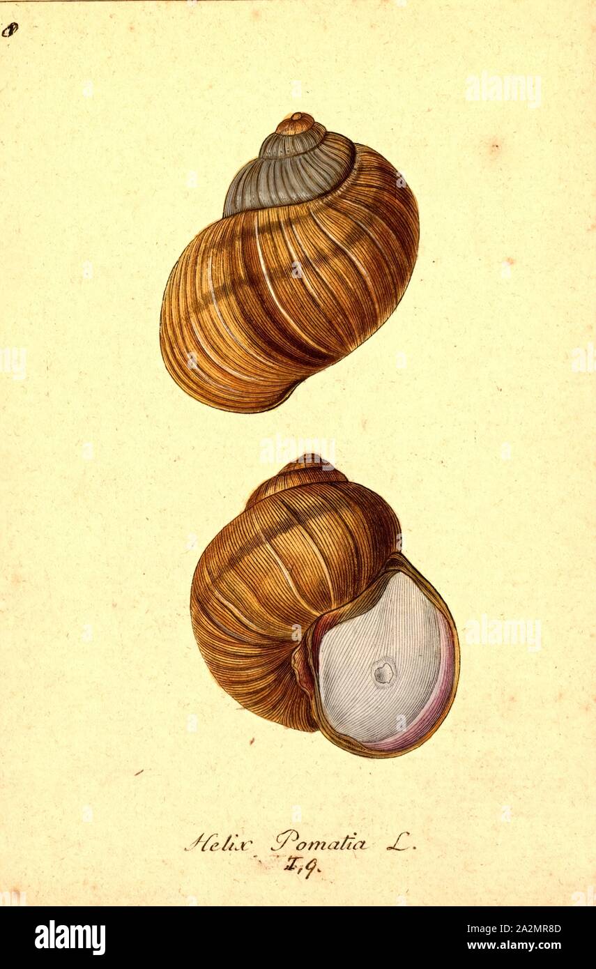 Helix pomatia, stampa Helix pomatia, nomi comuni il romano lumaca, Borgogna, lumaca lumaca commestibili o escargot, è una specie di grande, commestibili, aria-terra che respira lumaca, un pulmonate gasteropodi molluschi terrestri nella famiglia Helicidae. Si tratta di una specie europee. In lingua inglese è denominata con il nome francese escargot quando usato in cucina (escargot significa semplicemente "chiodo"). Sebbene questa specie è molto apprezzato come alimento, è difficile da coltivare e raramente coltivata commercialmente Foto Stock