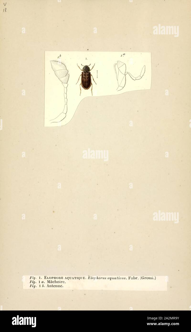 Helophorus, stampa Helophorus í il solo genere nella famiglia beetle Helophoridae (tradizionalmente incluso entro Hydrophilidae come sottofamiglia Helophorinae). Essi sono piccoli insetti, che si trova principalmente nella regione Holarctic (150 si verificano in Palearctic e 41 specie in America del Nord), ma due o tre specie vivono anche in generi afrotropicali regione, America centrale e uno nella regione Indomalayan (India del nord Foto Stock