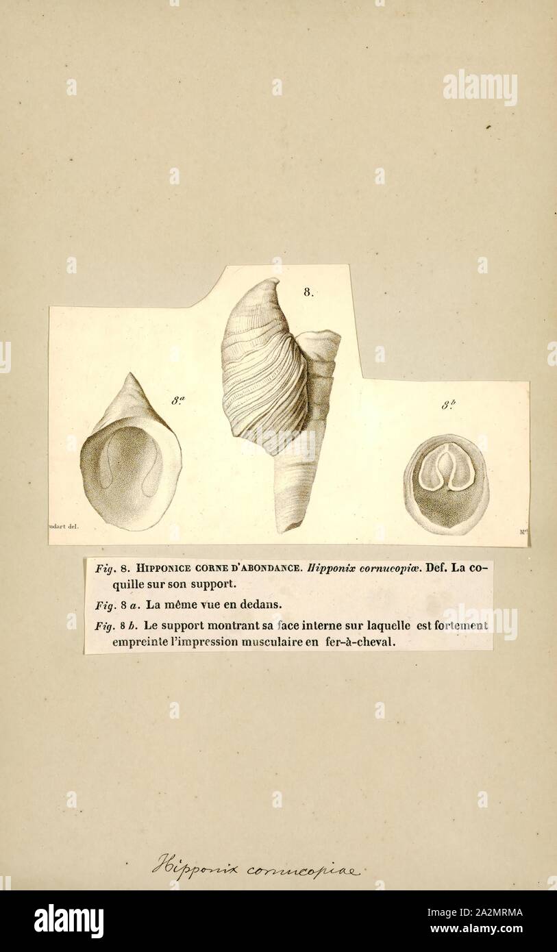 Hipponix cornucopiae, stampa Hipponix, nome comune zoccolo di lumache o  gusci di zoccoli, è un genere di piccole lumache di mare con limpet-come  conchiglie, marine molluschi gasteropodi nella famiglia Hipponicidae, lo  zoccolo