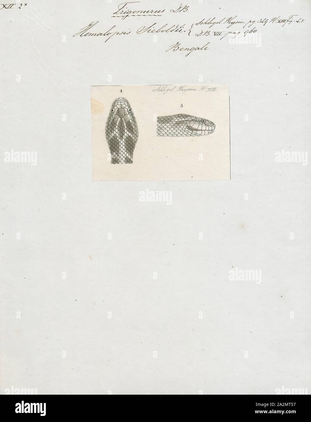 Homalopsis sieboldii, stampa Homalopsis è un genere di serpenti della famiglia Homalopsidae. Il genere è limitato al Sud Est asiatico e comprende cinque attualmente riconosciuti specie. Come tutti i membri della famiglia Homalopsidae, Homalopsis sono retro-fanged e debolmente velenosi, sebbene considerato innocuo per gli esseri umani., testa Foto Stock