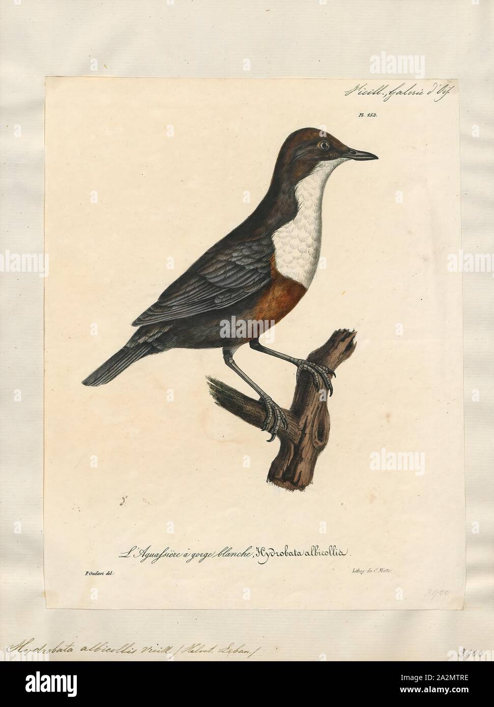 Hydrobata albicollis, stampa 1825-1834 Foto Stock