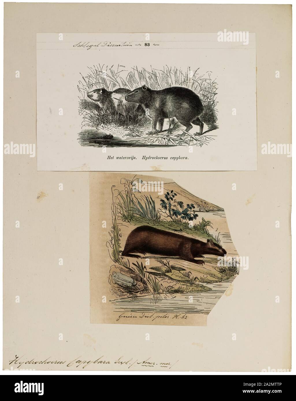 Hydrochoerus capibara, stampa, il capibara (Hydrochoerus hydrochaeris) è un mammifero originario del Sud America. È il più grande roditore vivente nel mondo. Chiamato anche chigüire, chigüiro (in Colombia e Venezuela) e carpincho, è un membro del genere Hydrochoerus, di cui il solo altro extant stati è la minore capibara (Hydrochoerus isthmius). I suoi parenti stretti includono cavie e rock cavies ed è più lontanamente correlato all'agouti, il chinchilla, e il coypu. Il capibara abita nelle savane e foreste fitte e vive vicino a corpi di acqua. Si tratta di un altamente sociale Foto Stock