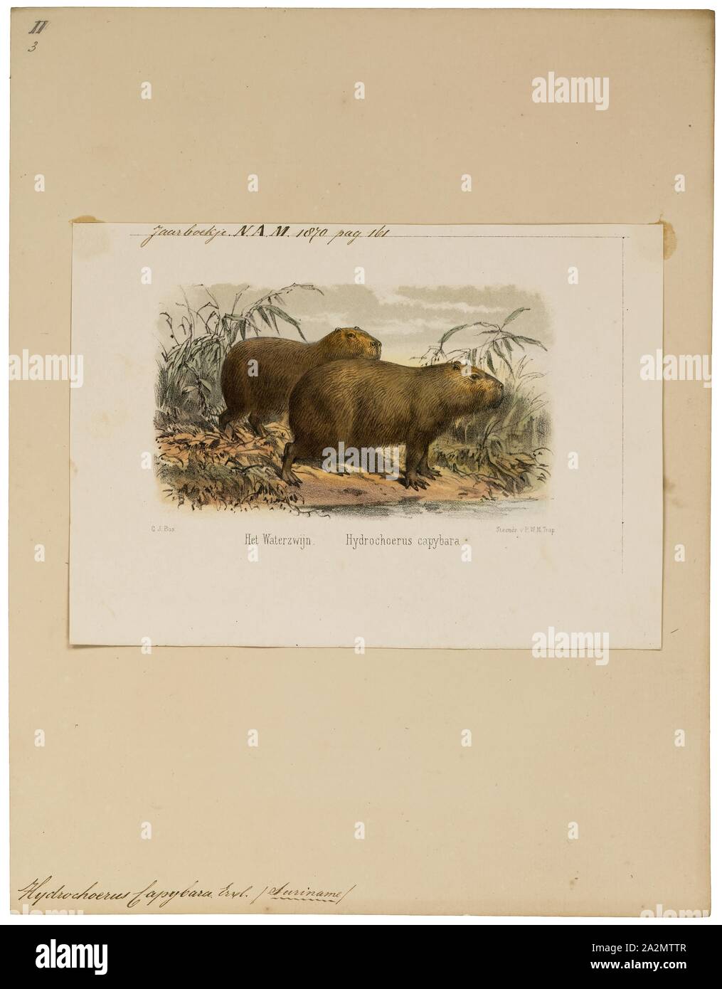 Hydrochoerus capibara, stampa, il capibara (Hydrochoerus hydrochaeris) è un mammifero originario del Sud America. È il più grande roditore vivente nel mondo. Chiamato anche chigüire, chigüiro (in Colombia e Venezuela) e carpincho, è un membro del genere Hydrochoerus, di cui il solo altro extant stati è la minore capibara (Hydrochoerus isthmius). I suoi parenti stretti includono cavie e rock cavies ed è più lontanamente correlato all'agouti, il chinchilla, e il coypu. Il capibara abita nelle savane e foreste fitte e vive vicino a corpi di acqua. Si tratta di un altamente sociale Foto Stock