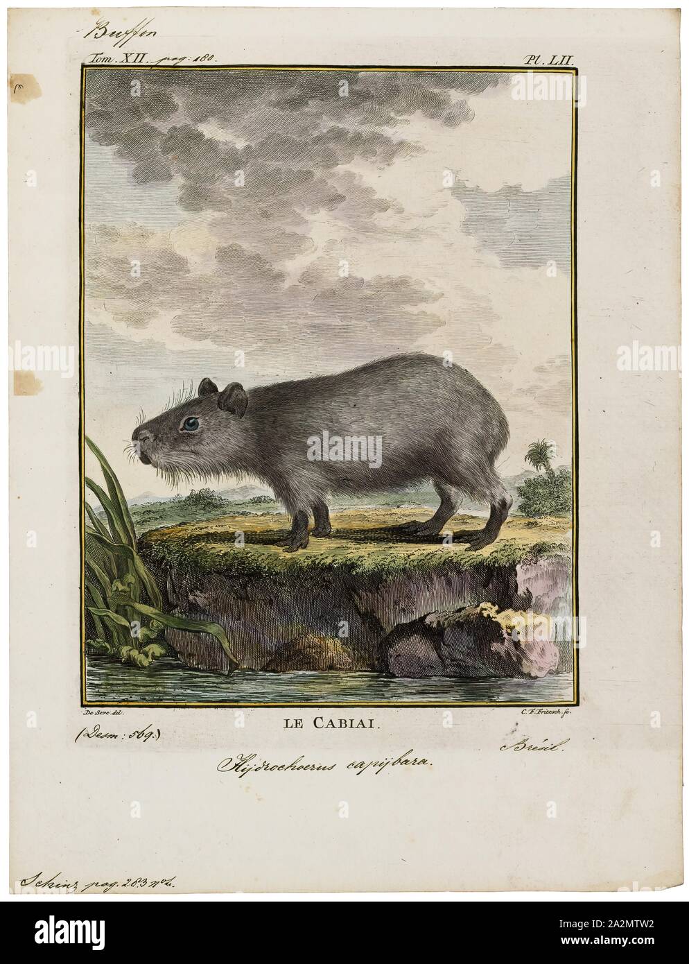 Hydrochoerus capibara, stampa, il capibara (Hydrochoerus hydrochaeris) è un mammifero originario del Sud America. È il più grande roditore vivente nel mondo. Chiamato anche chigüire, chigüiro (in Colombia e Venezuela) e carpincho, è un membro del genere Hydrochoerus, di cui il solo altro extant stati è la minore capibara (Hydrochoerus isthmius). I suoi parenti stretti includono cavie e rock cavies ed è più lontanamente correlato all'agouti, il chinchilla, e il coypu. Il capibara abita nelle savane e foreste fitte e vive vicino a corpi di acqua. Si tratta di un altamente sociale Foto Stock