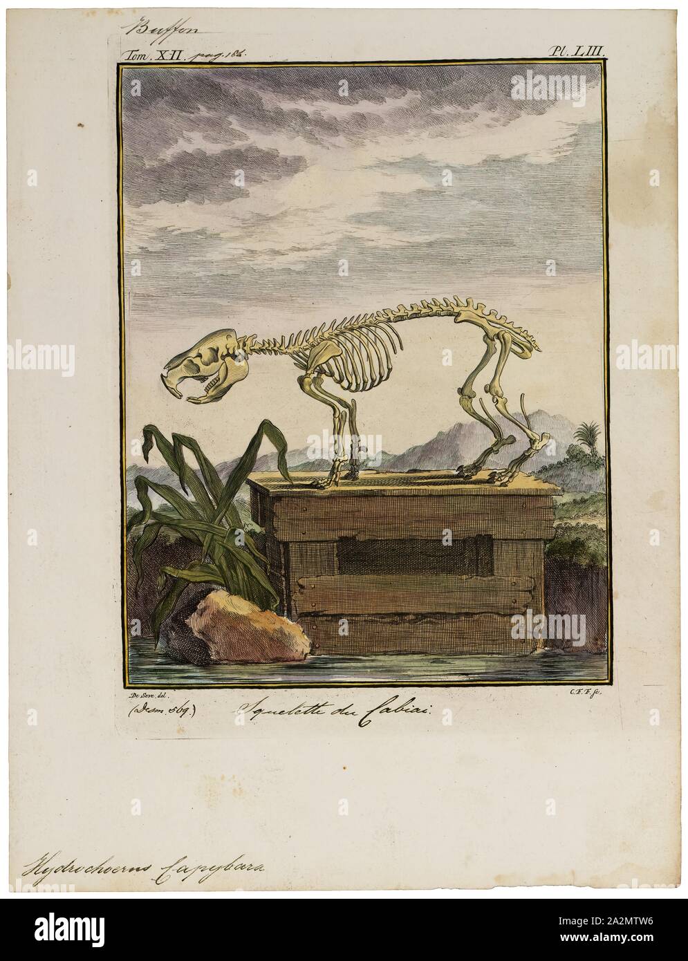 Hydrochoerus capibara, stampa, il capibara (Hydrochoerus hydrochaeris) è un mammifero originario del Sud America. È il più grande roditore vivente nel mondo. Chiamato anche chigüire, chigüiro (in Colombia e Venezuela) e carpincho, è un membro del genere Hydrochoerus, di cui il solo altro extant stati è la minore capibara (Hydrochoerus isthmius). I suoi parenti stretti includono cavie e rock cavies ed è più lontanamente correlato all'agouti, il chinchilla, e il coypu. Il capibara abita nelle savane e foreste fitte e vive vicino a corpi di acqua. Si tratta di un altamente sociale Foto Stock