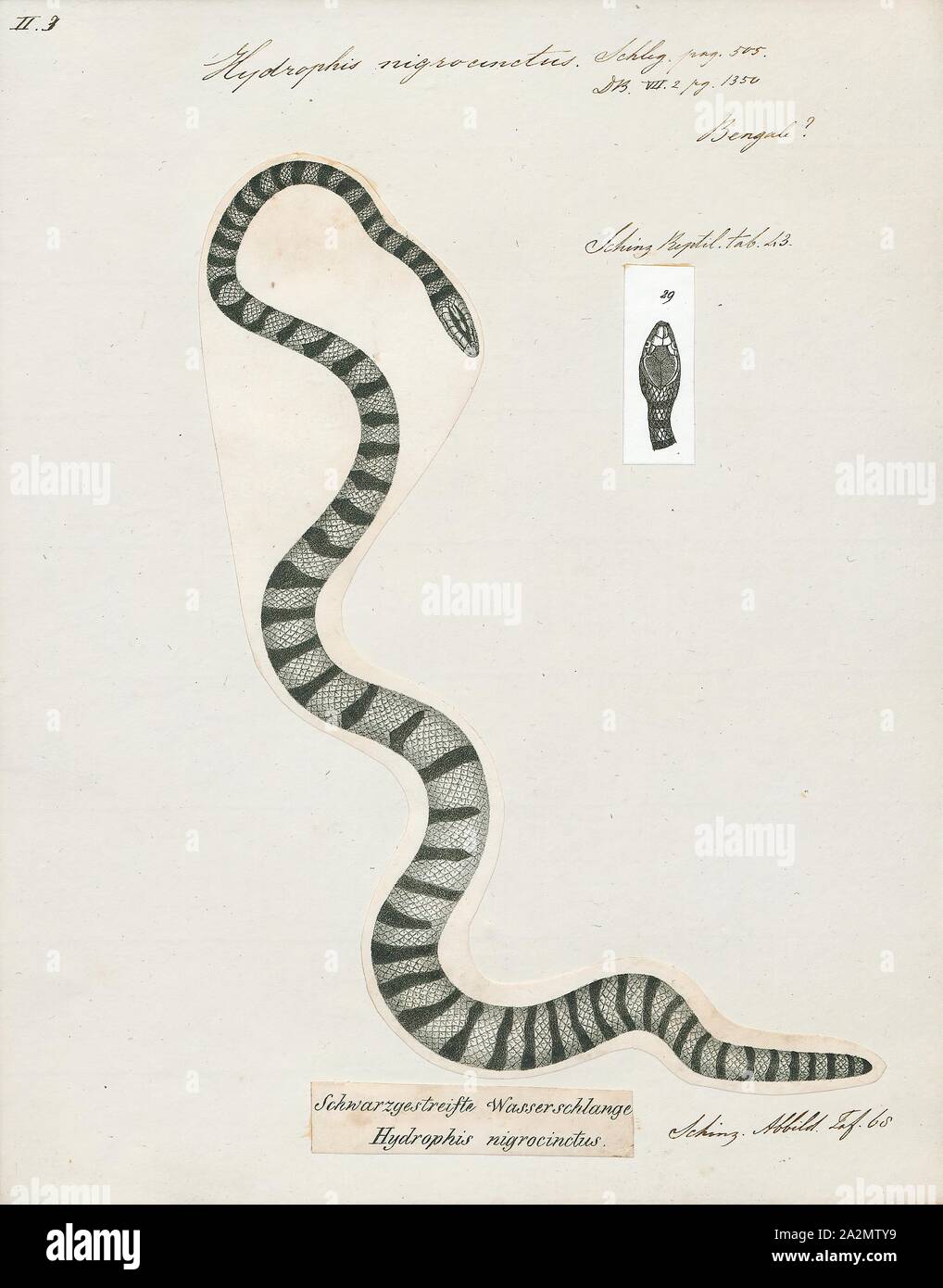 Hydrophis nigrocinctus, stampa Hydrophis nigrocinctus è una specie di marine serpenti velenosi Elapidae (Hydrophiinae-mare serpente). Distribuzione: Oceano Indiano: India, Bangladesh, Sri Lanka, Myanmar (= Birmania), Thailandia, Malaysia., 1700-1880 Foto Stock