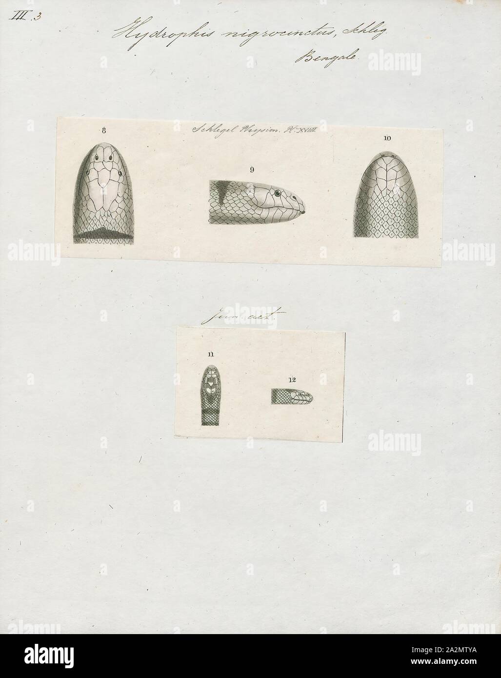 Hydrophis nigrocinctus, stampa Hydrophis nigrocinctus è una specie di marine serpenti velenosi Elapidae (Hydrophiinae-mare serpente). Distribuzione: Oceano Indiano: India, Bangladesh, Sri Lanka, Myanmar (= Birmania), Thailandia, Malaysia., 1700-1880 Foto Stock