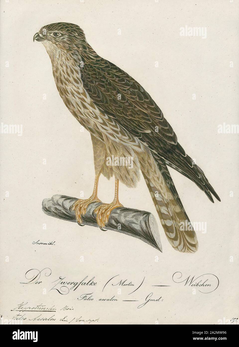 Hypotriorchis aesalon, stampa Hobby (Uccello), un hobby è piuttosto piccolo e molto rapida falcon con lunghe e strette ali. Ci sono quattro uccelli chiamato 'hobby Foto Stock