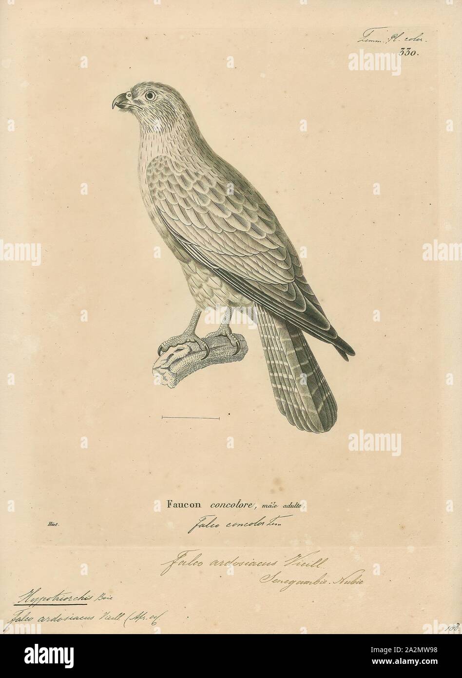 Hypotriorchis ardesiacus, stampa Hobby (Uccello), un hobby è piuttosto piccolo e molto rapida falcon con lunghe e strette ali. Ci sono quattro uccelli chiamato 'hobby Foto Stock