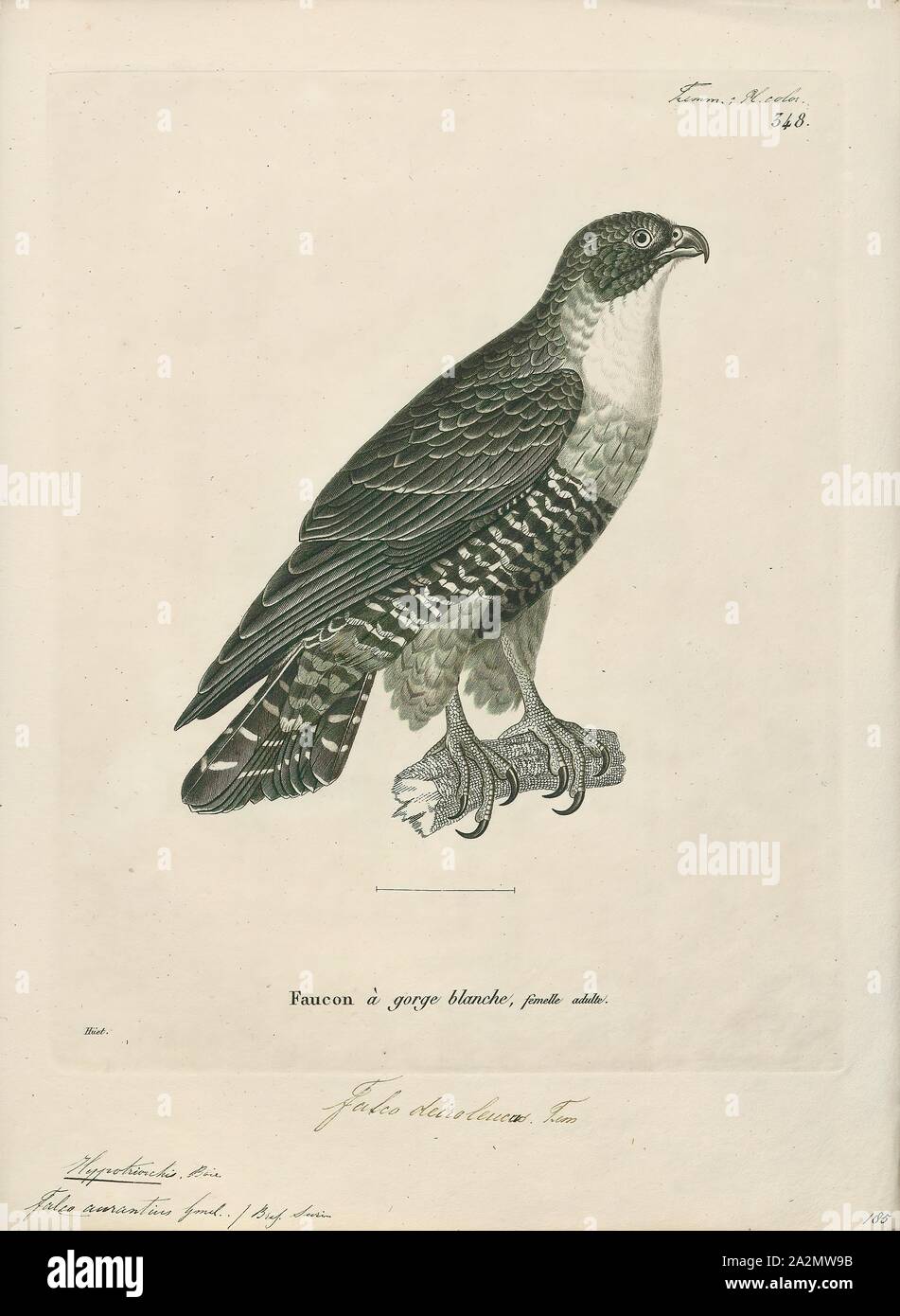 Hypotriorchis aurantius, stampa Hobby (Uccello), un hobby è piuttosto piccolo e molto rapida falcon con lunghe e strette ali. Ci sono quattro uccelli chiamato 'hobby Foto Stock