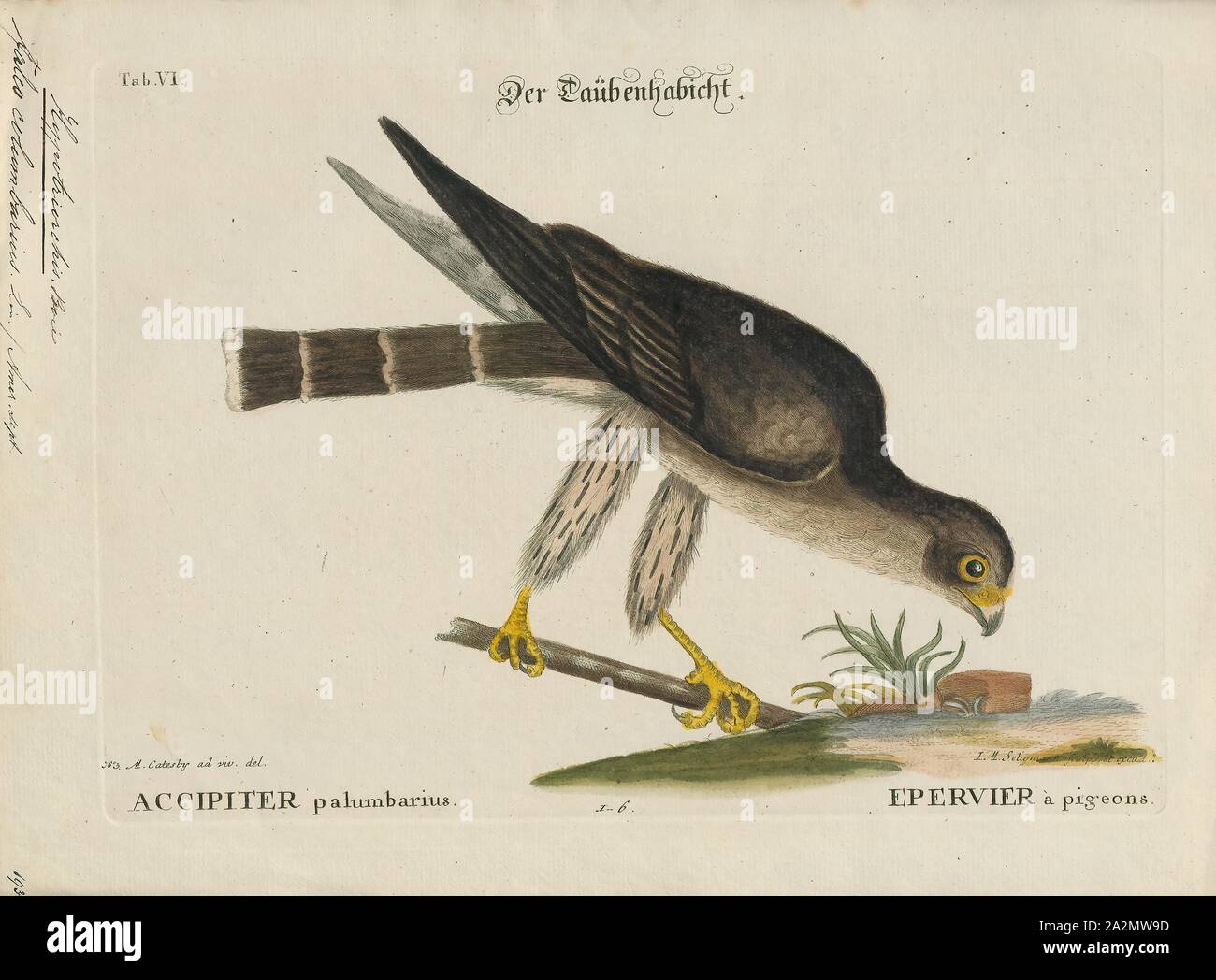 Hypotriorchis columbarius, stampa Hobby (Uccello), un hobby è piuttosto piccolo e molto rapida falcon con lunghe e strette ali. Ci sono quattro uccelli chiamato 'hobby Foto Stock