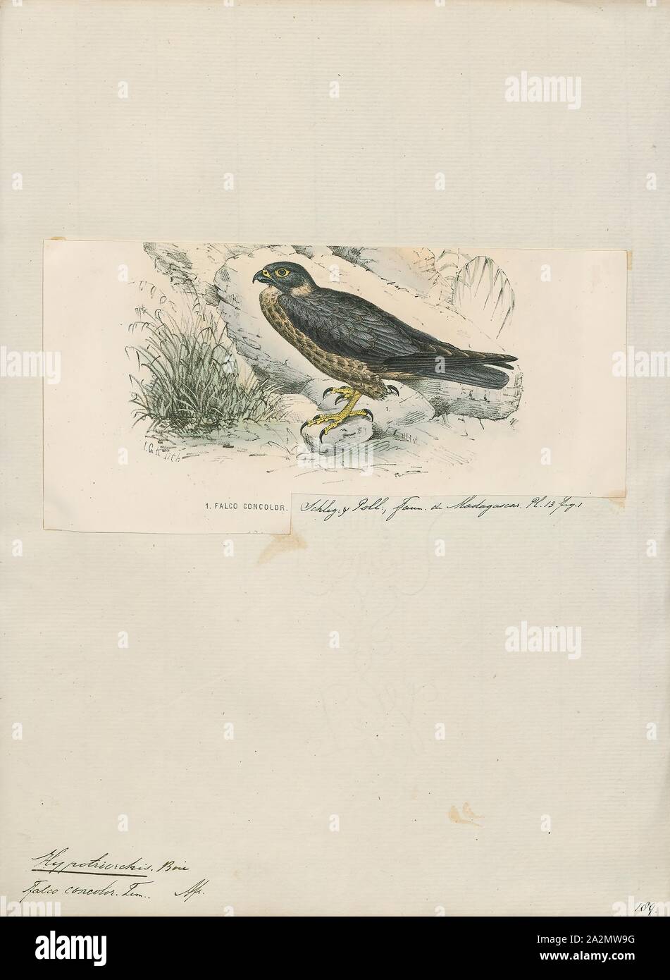 Hypotriorchis concolor, stampa Hobby (Uccello), un hobby è piuttosto piccolo e molto rapida falcon con lunghe e strette ali. Ci sono quattro uccelli chiamato 'hobby Foto Stock