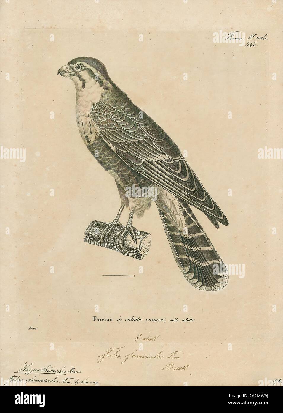 Hypotriorchis femoralis, stampa Hobby (Uccello), un hobby è piuttosto piccolo e molto rapida falcon con lunghe e strette ali. Ci sono quattro uccelli chiamato 'hobby Foto Stock