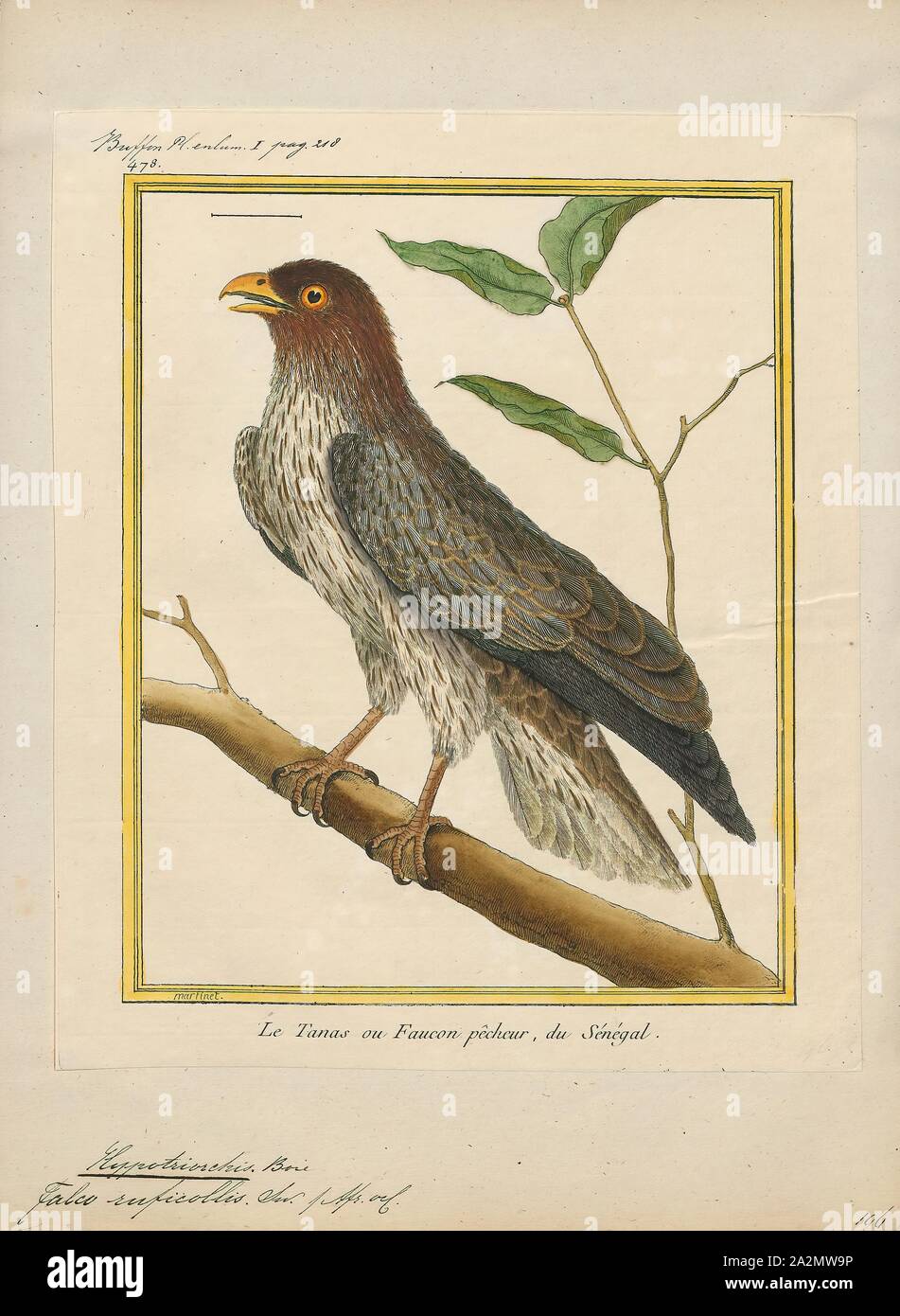 Hypotriorchis ruficollis, stampa Hobby (Uccello), un hobby è piuttosto piccolo e molto rapida falcon con lunghe e strette ali. Ci sono quattro uccelli chiamato 'hobby Foto Stock