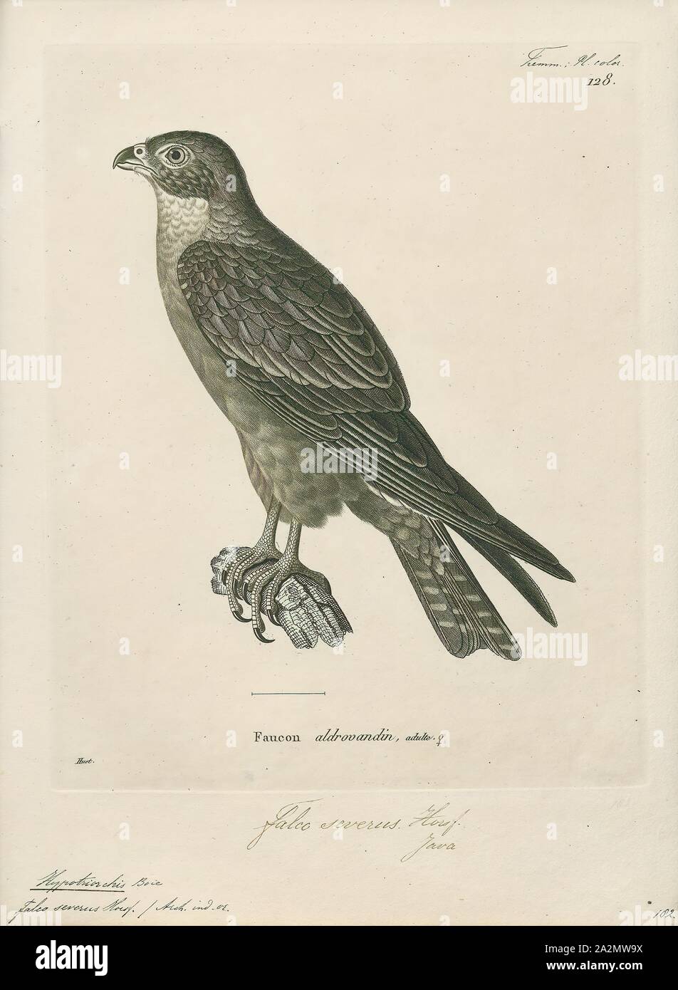 Hypotriorchis severus, stampa Hobby (Uccello), un hobby è piuttosto piccolo e molto rapida falcon con lunghe e strette ali. Ci sono quattro uccelli chiamato 'hobby Foto Stock