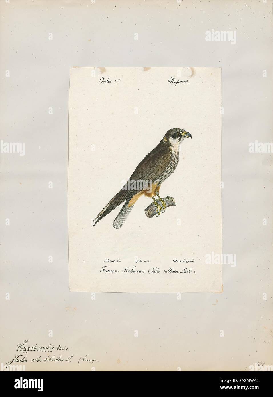 Hypotriorchis Subbuteo®, stampa Hobby (Uccello), un hobby è piuttosto piccolo e molto rapida falcon con lunghe e strette ali. Ci sono quattro uccelli chiamato 'hobby Foto Stock