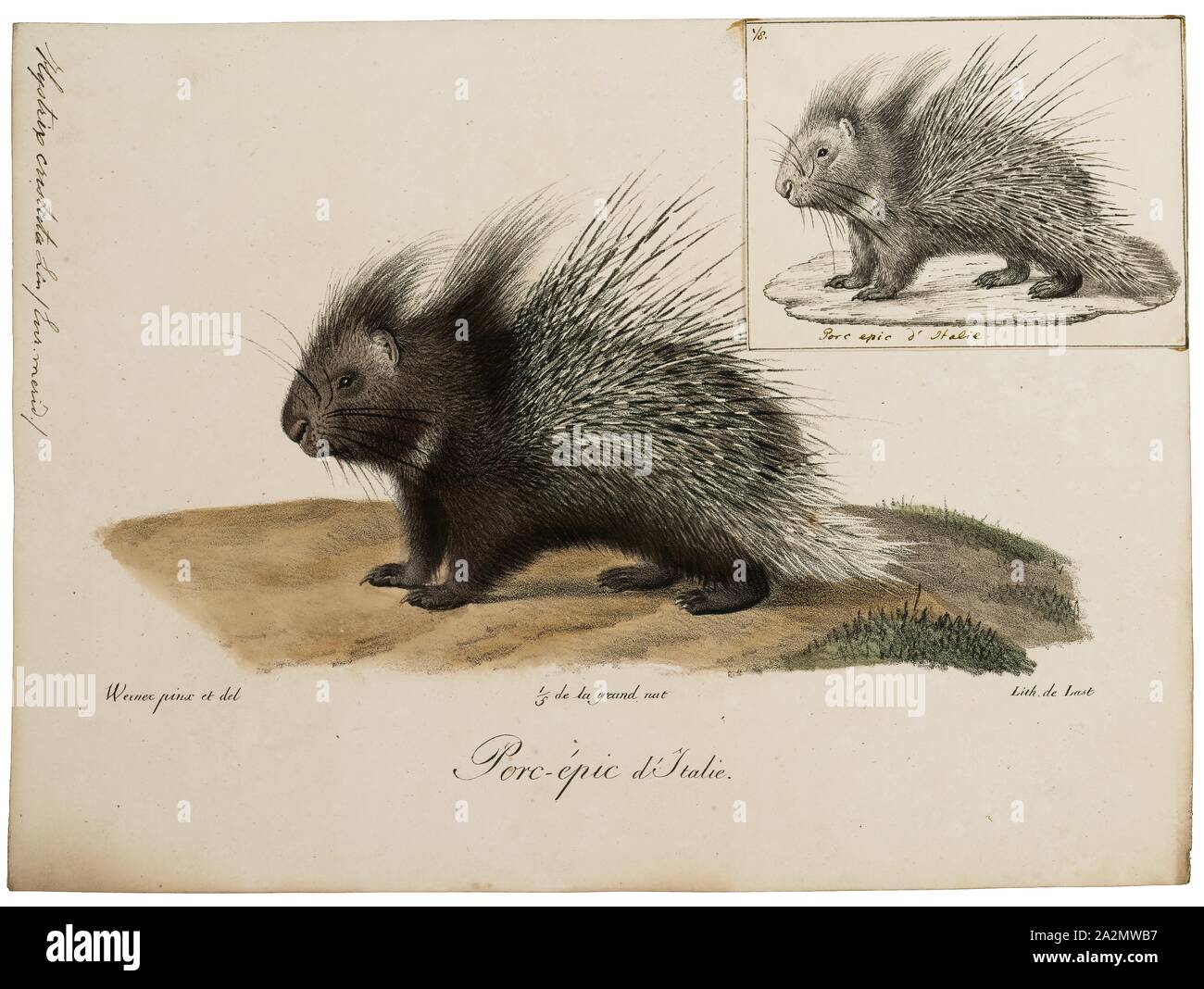 Hystrix cristata, Stampa, istrice (Hystrix cristata) è una specie di roditore nella famiglia Hystricidae riscontrato in Italia, Nord Africa e Africa sub-Sahariana., 1700-1880 Foto Stock