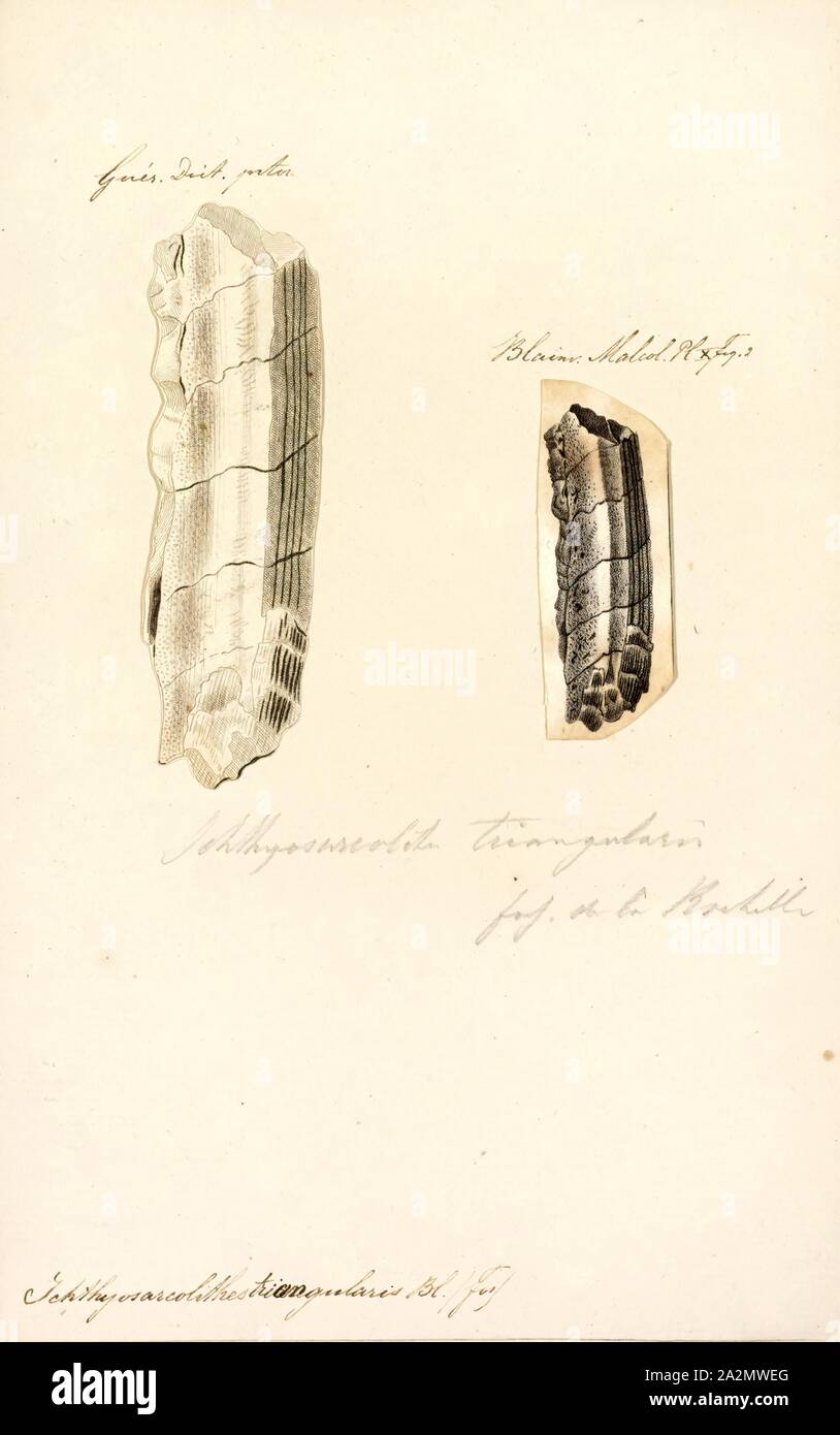 Ichthyosarcolithes triangularis, stampa Foto Stock